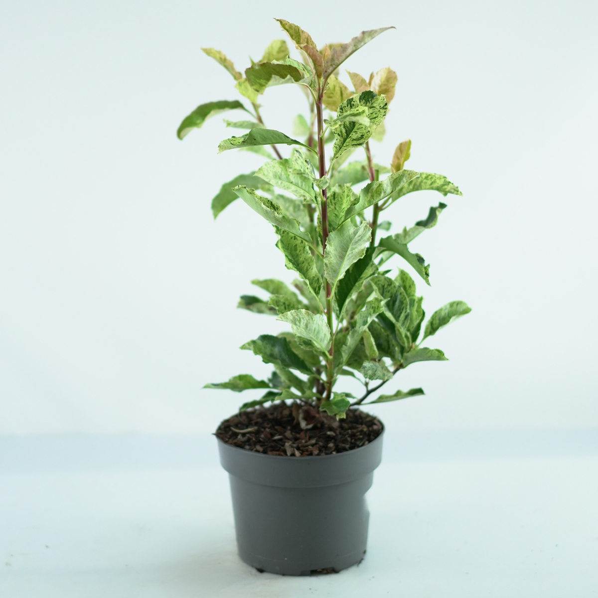 PHOTINIA SERRATIFOLIA 'Pink Crispy' Głogownik