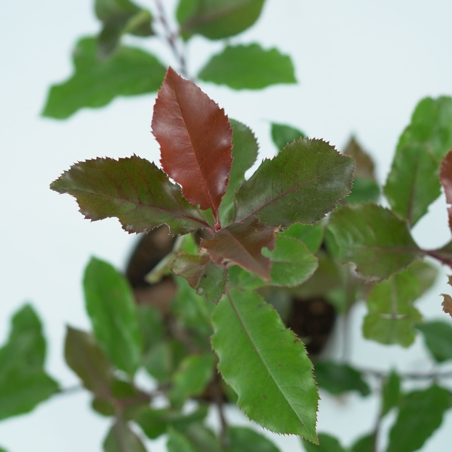 PHOTINIA FRASERI 'MAGICAL VOLCANO' Głogownik