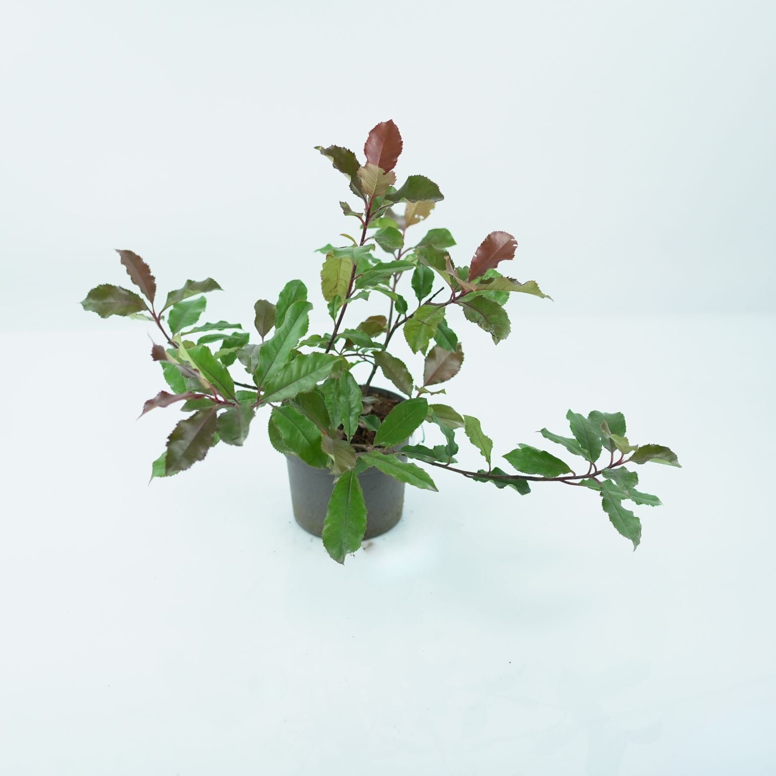 PHOTINIA FRASERI 'MAGICAL VOLCANO' Głogownik