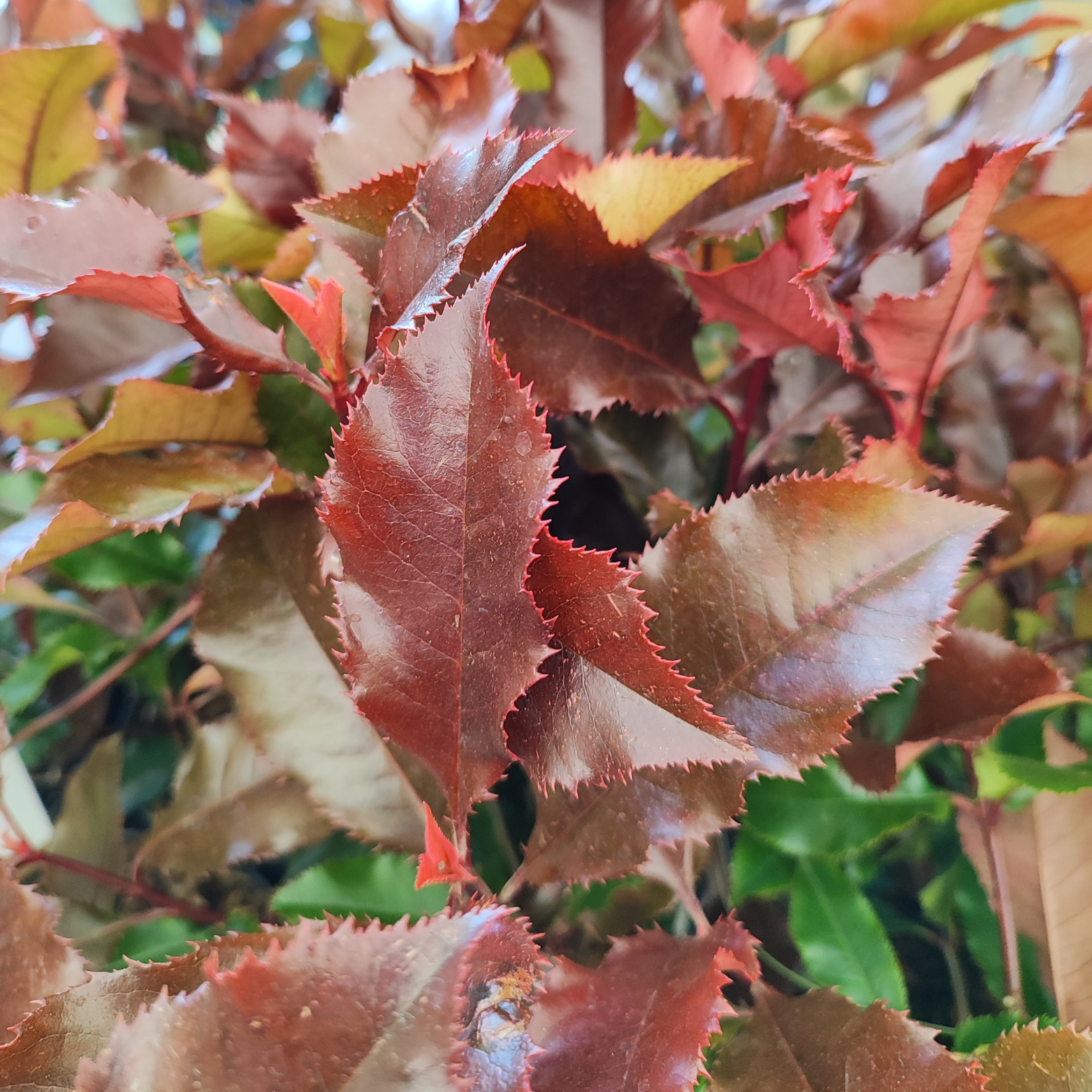 PHOTINIA FRASERI 'MAGICAL VOLCANO' Głogownik