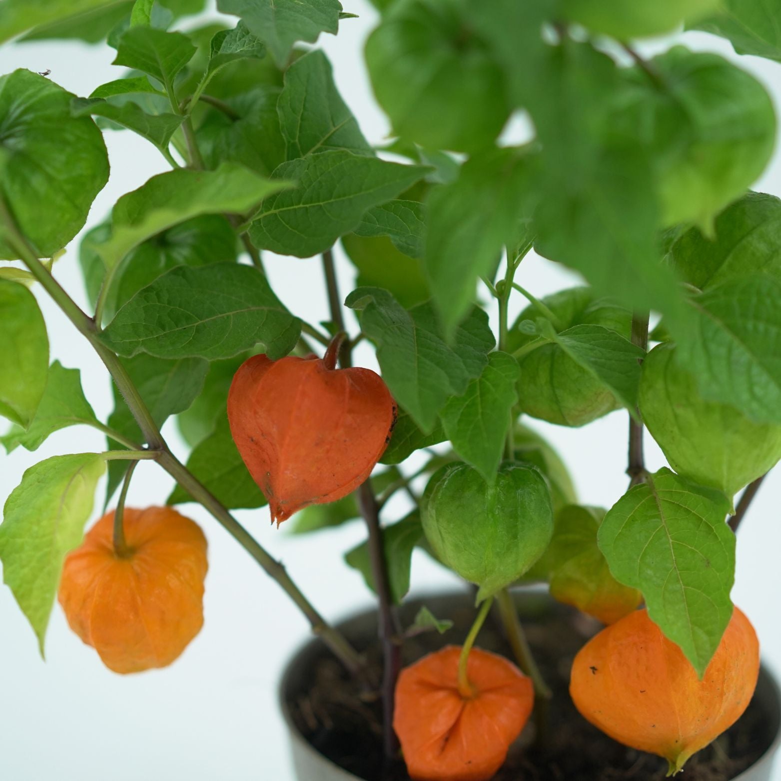 PHYSALIS ALKEKENGI Miechunka rozdęta
