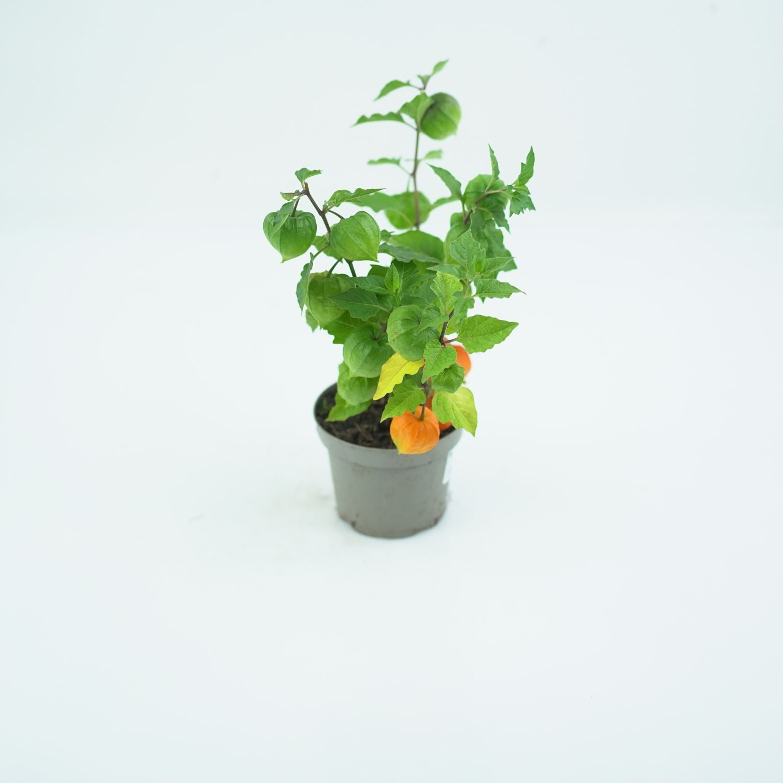 PHYSALIS ALKEKENGI Miechunka rozdęta