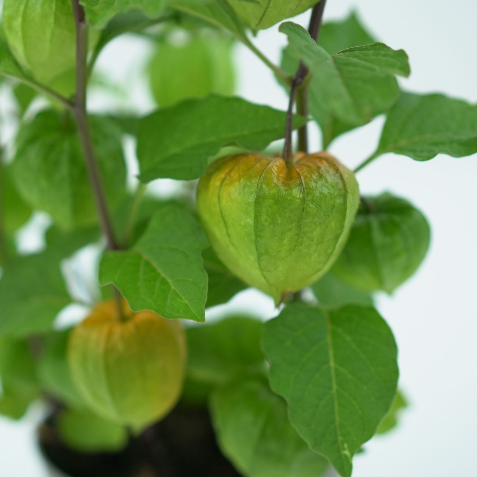 PHYSALIS ALKEKENGI Miechunka rozdęta