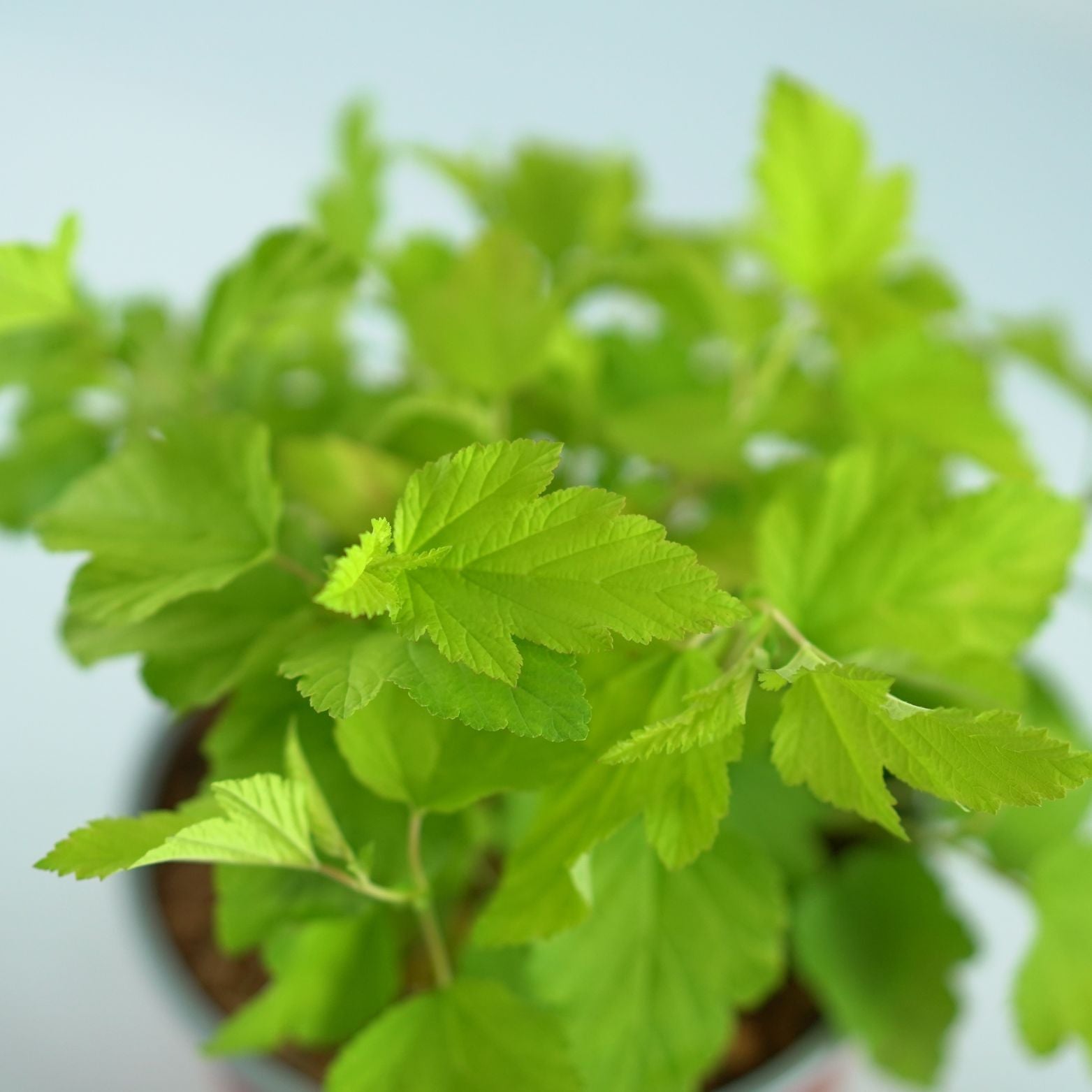 PHYSOCARPUS OPULIFOLIUS 'Luteus' Pęcherznica kalinolistna