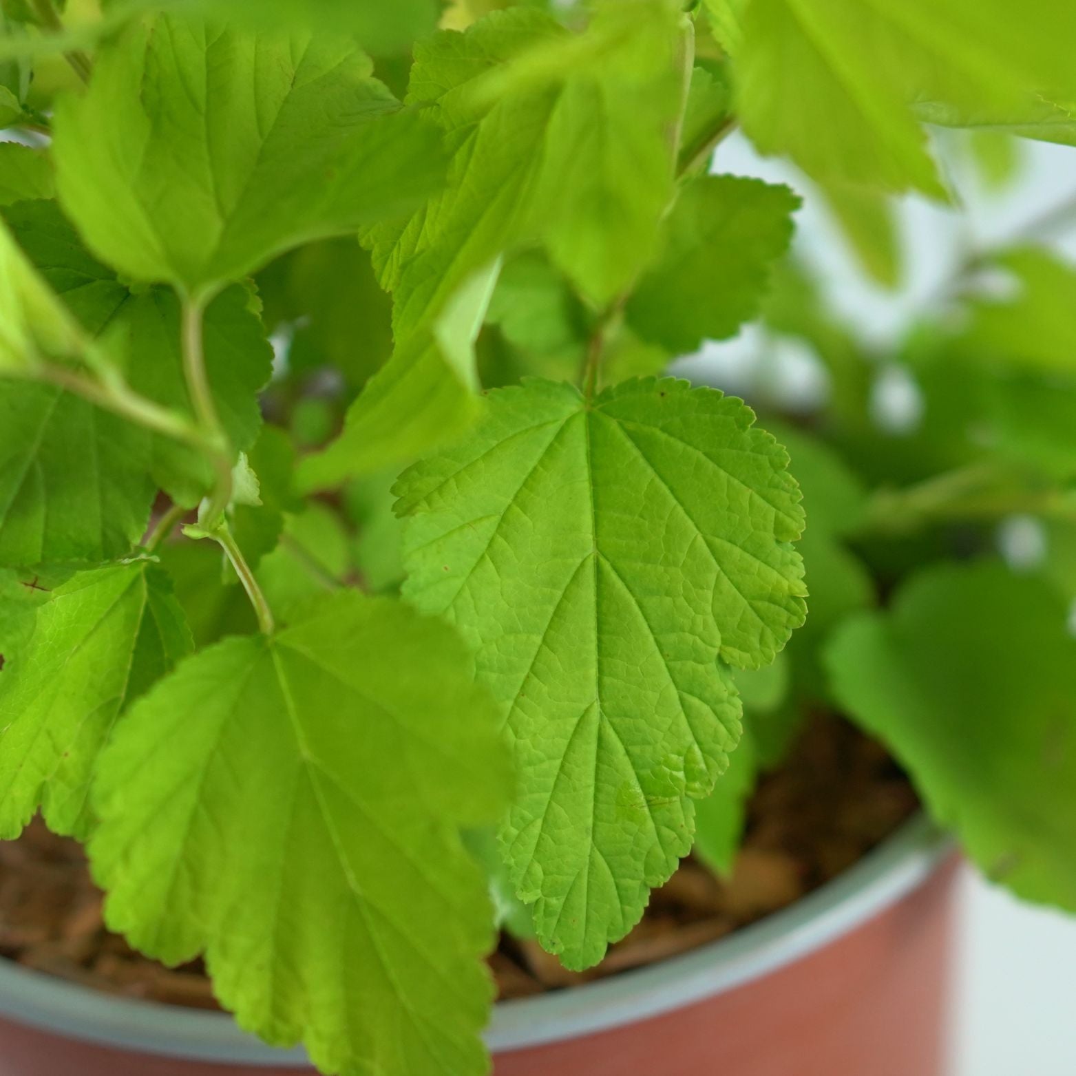 PHYSOCARPUS OPULIFOLIUS 'Luteus' Pęcherznica kalinolistna