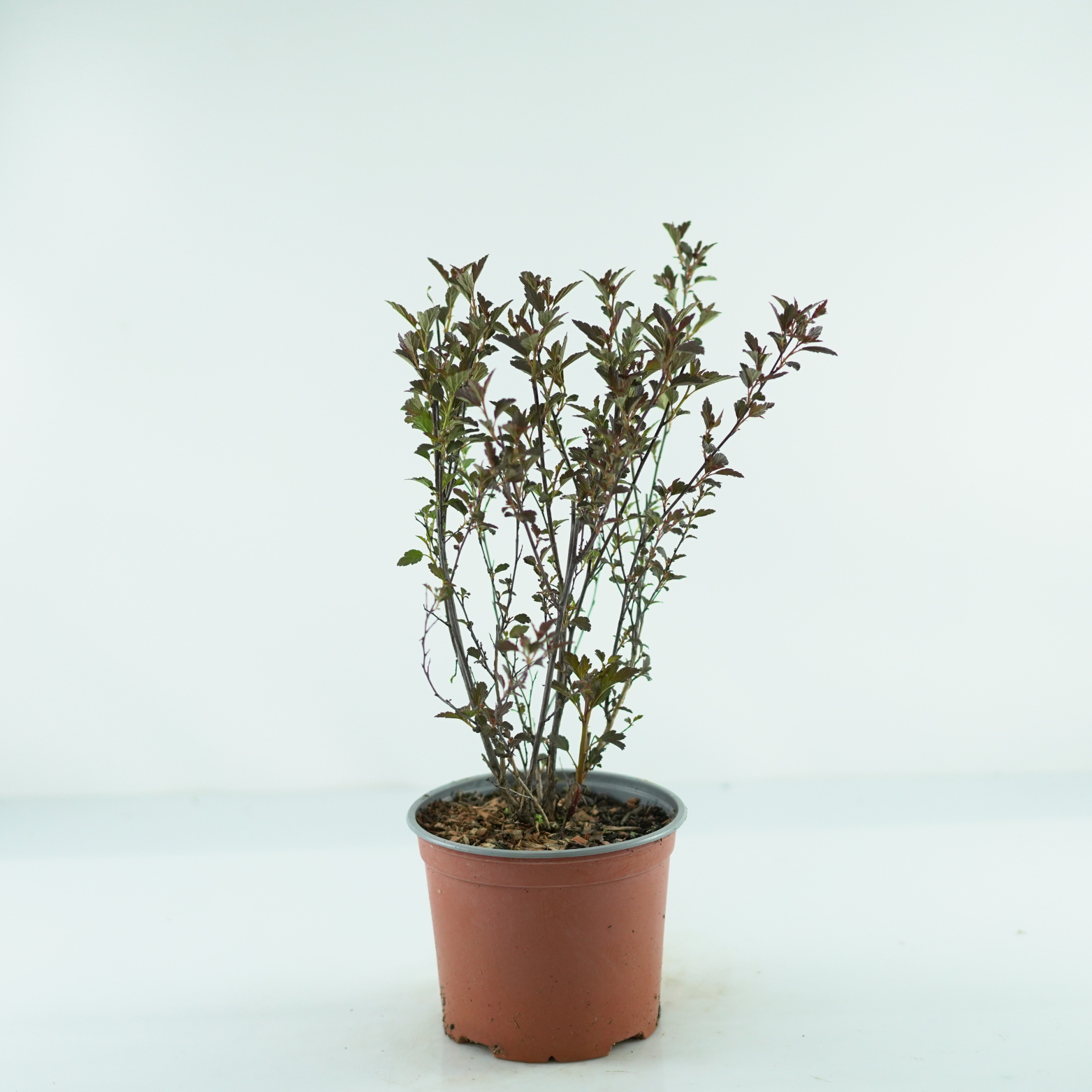 PHYSOCARPUS OPULIFOLIUS 'LITTLE DEVIL' Pęcherznica kalinolistna