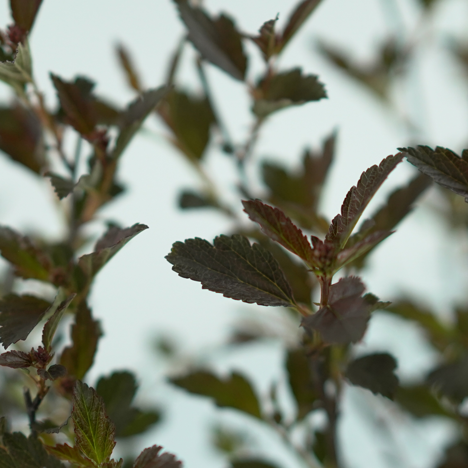 PHYSOCARPUS OPULIFOLIUS 'LITTLE DEVIL' Pęcherznica kalinolistna