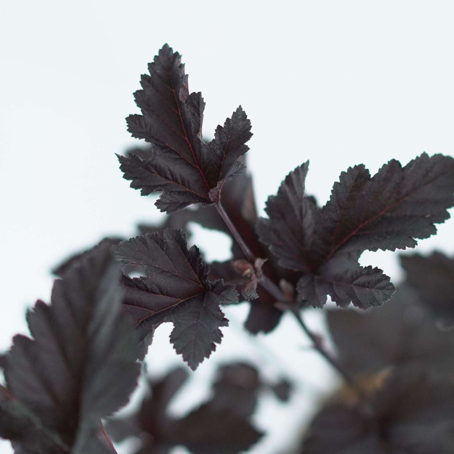 PHYSOCARPUS OPULIFOLIUS 'MIDNIGHT' Pęcherznica kalinolistna