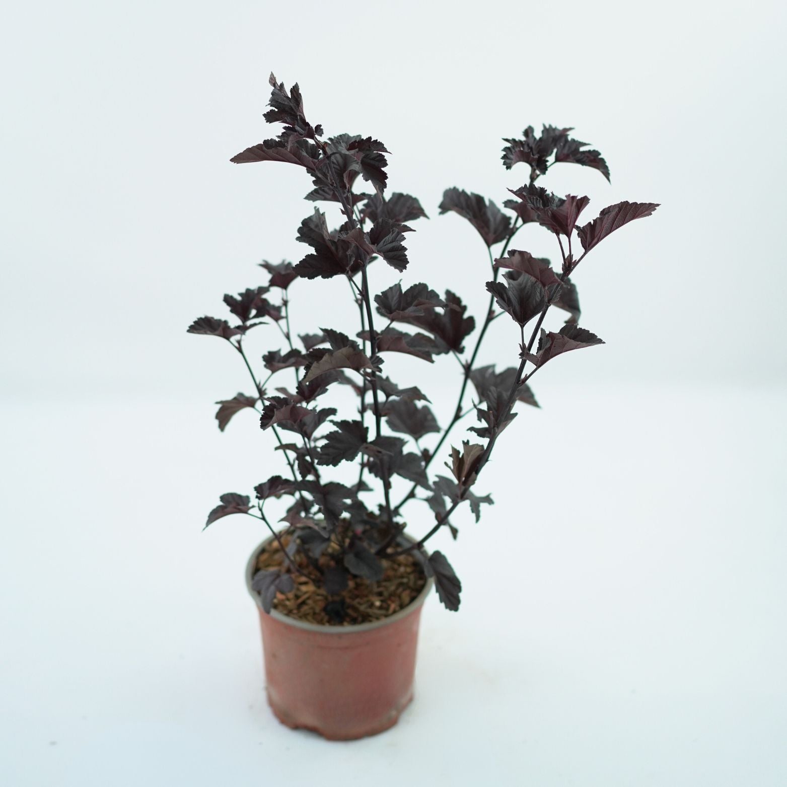 PHYSOCARPUS OPULIFOLIUS 'MIDNIGHT' Pęcherznica kalinolistna