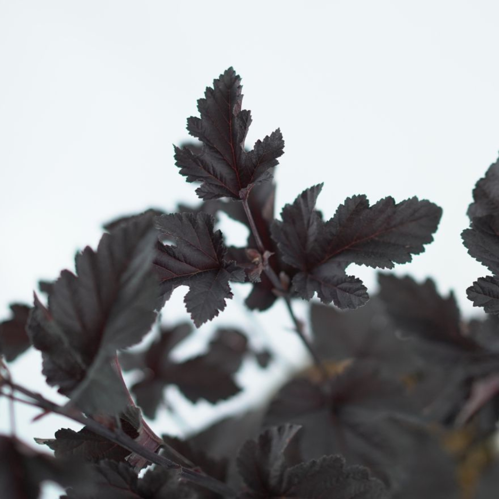 PHYSOCARPUS OPULIFOLIUS 'MIDNIGHT' Pęcherznica kalinolistna