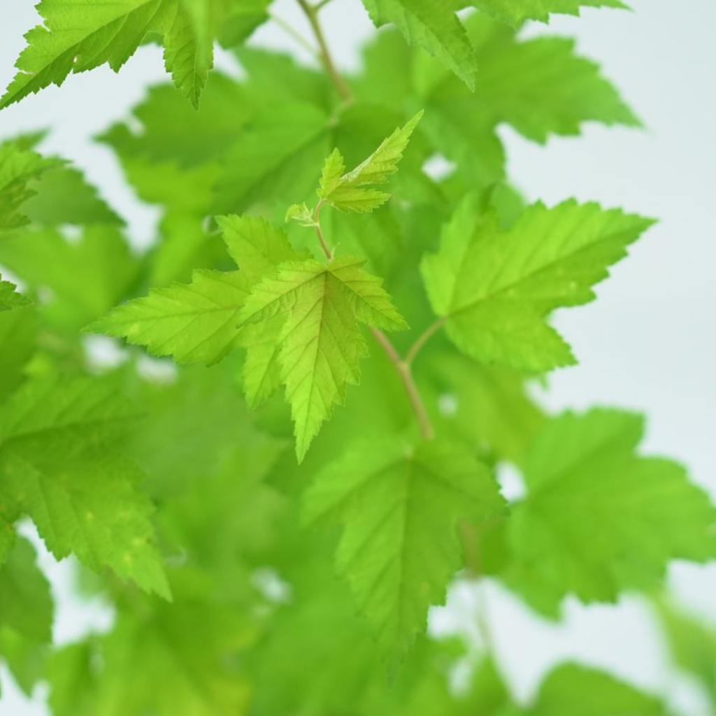 PHYSOCARPUS OPULIFOLIUS 'NUGGET' Pęcherznica kalinolistna