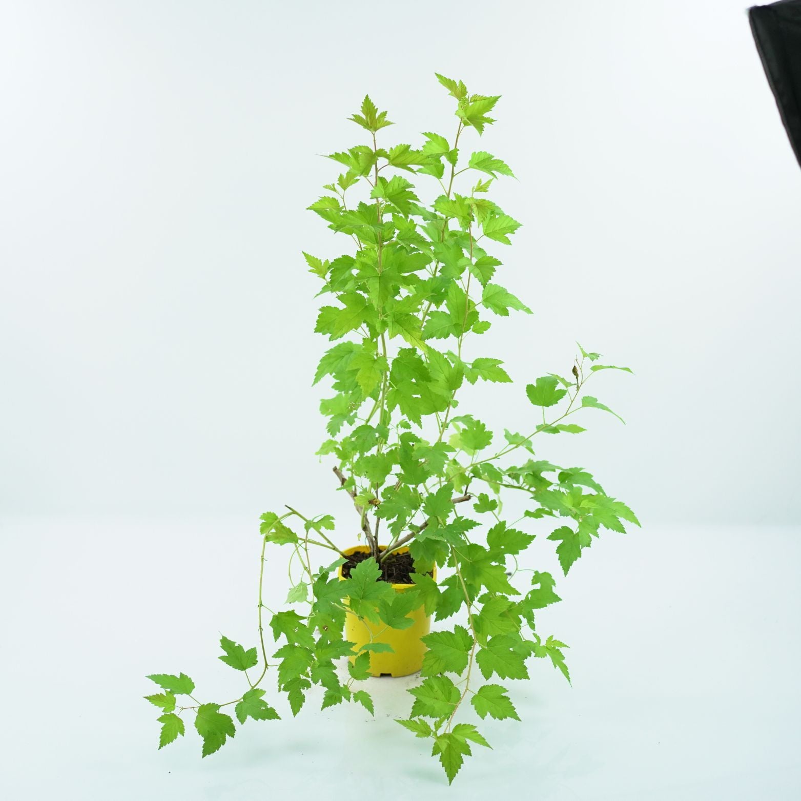 PHYSOCARPUS OPULIFOLIUS 'NUGGET' Pęcherznica kalinolistna