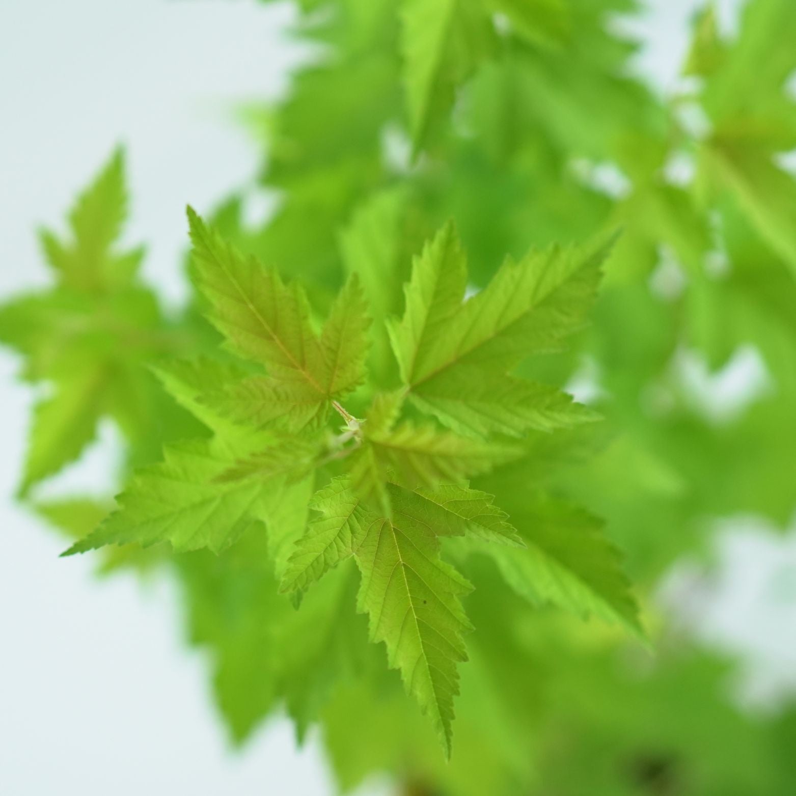 PHYSOCARPUS OPULIFOLIUS 'NUGGET' Pęcherznica kalinolistna