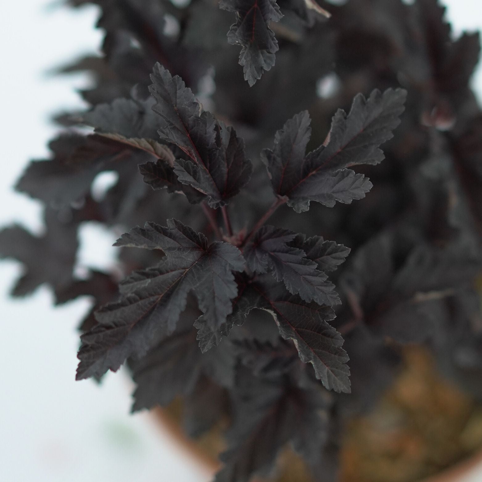 PHYSOCARPUS OPULIFOLIUS 'PANTHER' Pęcherznica kalinolistna