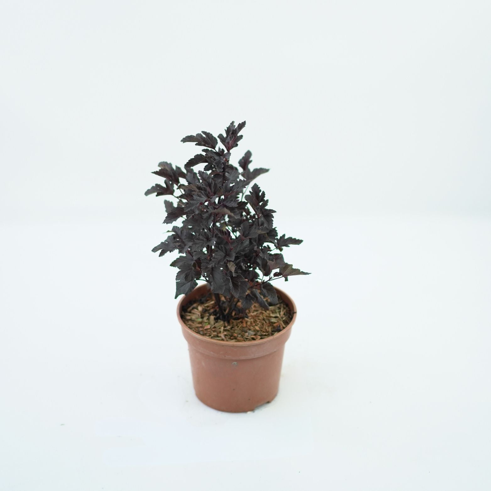 PHYSOCARPUS OPULIFOLIUS 'PANTHER' Pęcherznica kalinolistna