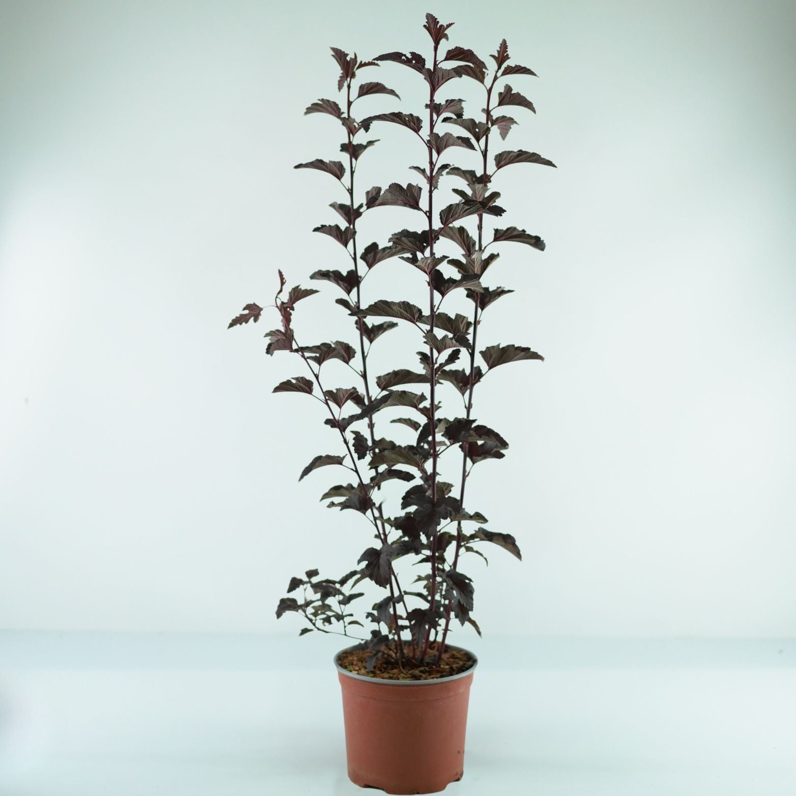 PHYSOCARPUS OPULIFOLIUS 'PANTHER' Pęcherznica kalinolistna