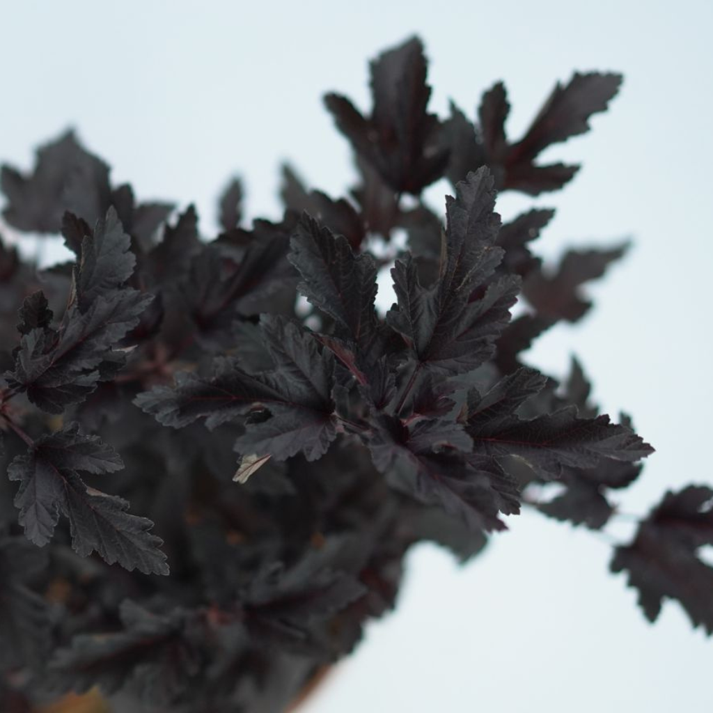PHYSOCARPUS OPULIFOLIUS 'PANTHER' Pęcherznica kalinolistna