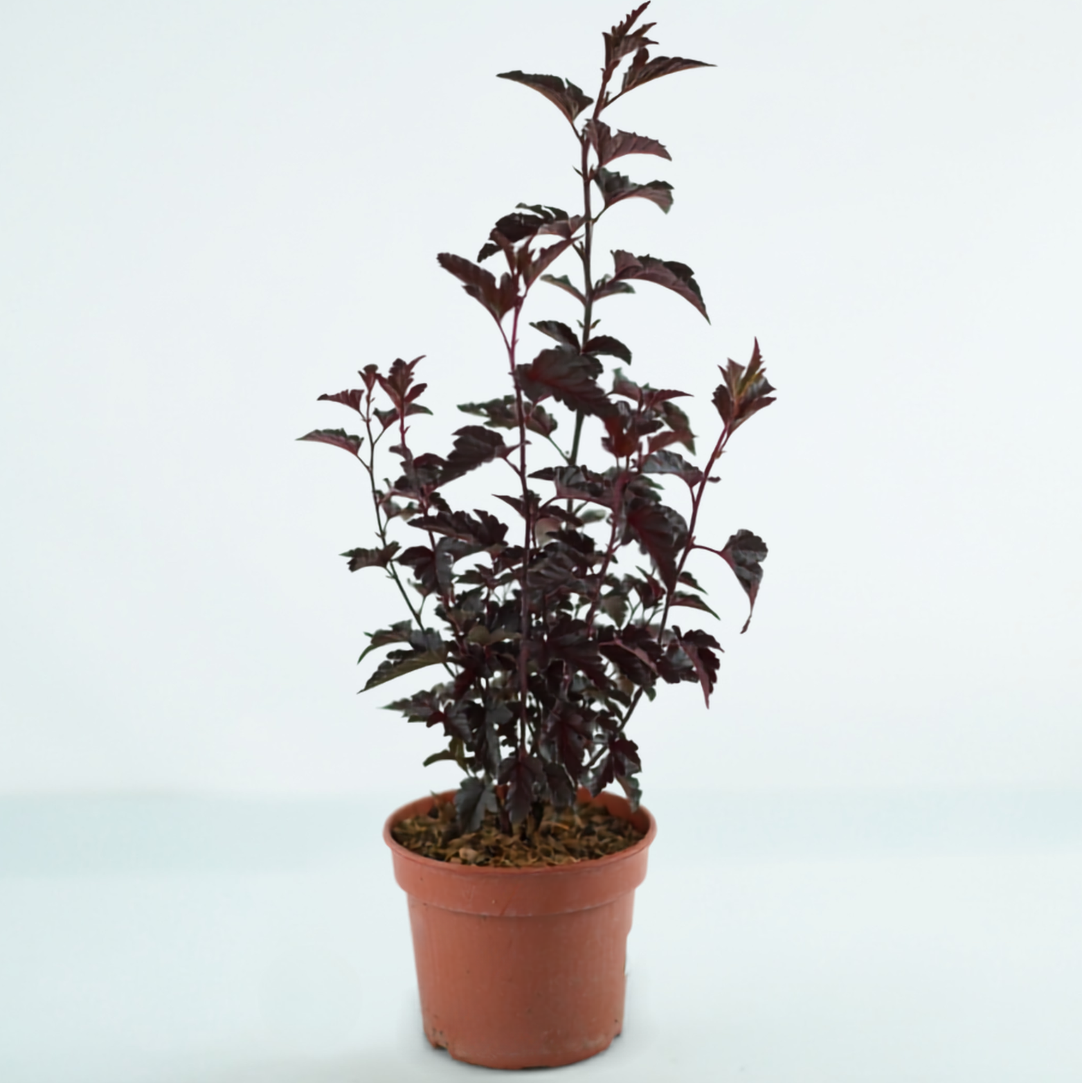 PHYSOCARPUS OPULIFOLIUS 'PANTHER' Pęcherznica kalinolistna