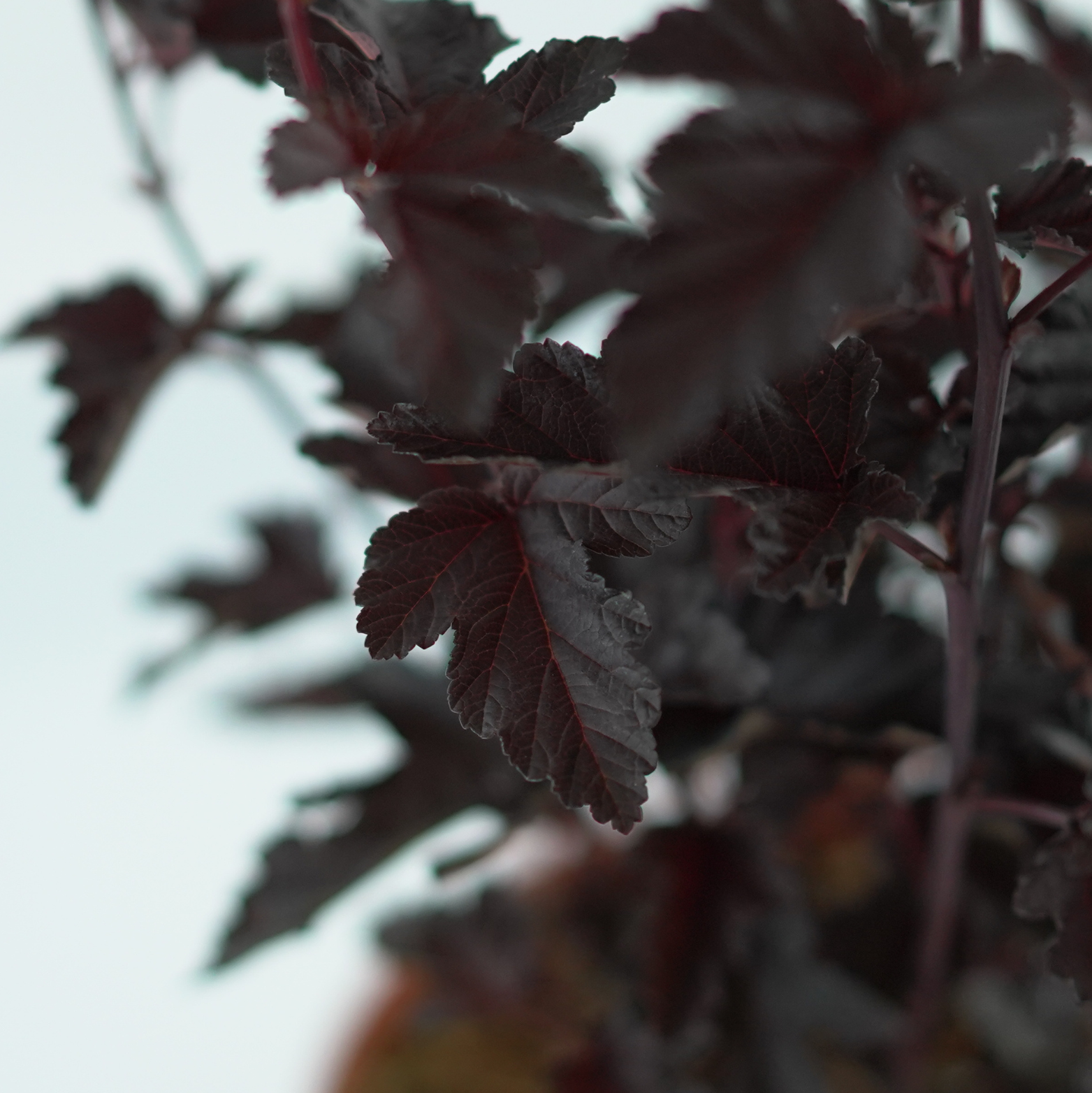 PHYSOCARPUS OPULIFOLIUS 'PANTHER' Pęcherznica kalinolistna