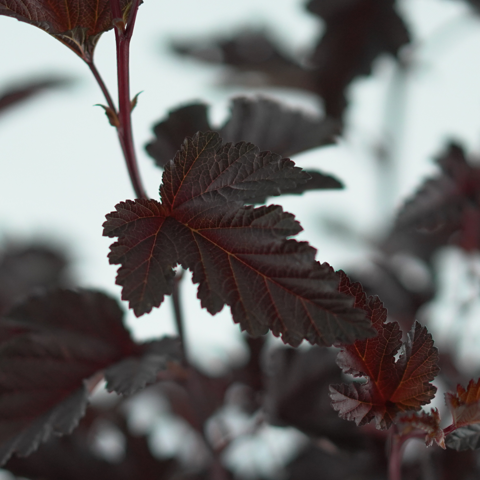 PHYSOCARPUS OPULIFOLIUS 'PANTHER' Pęcherznica kalinolistna