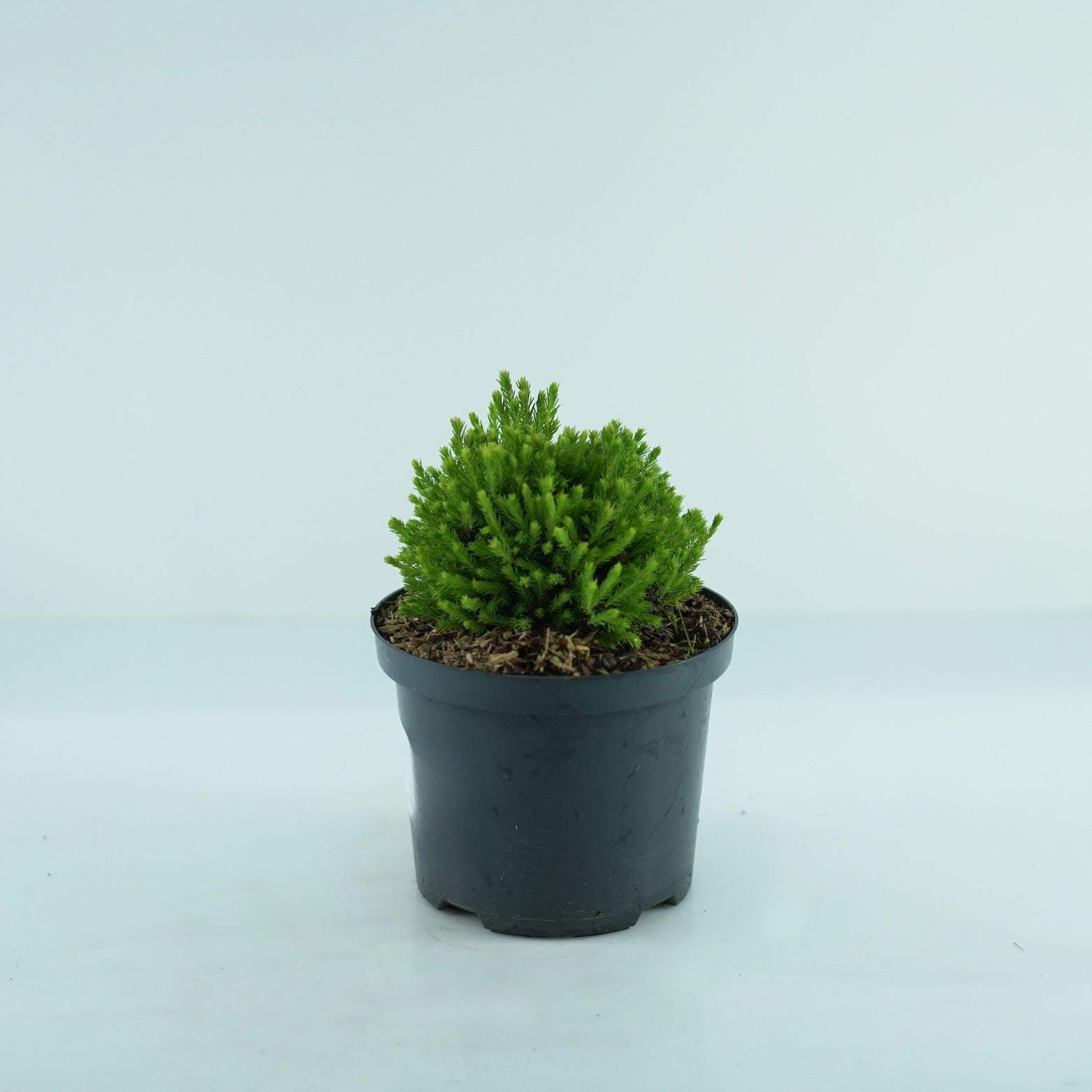 PICEA GLAUCA 'Blue Planet' Świerk biały