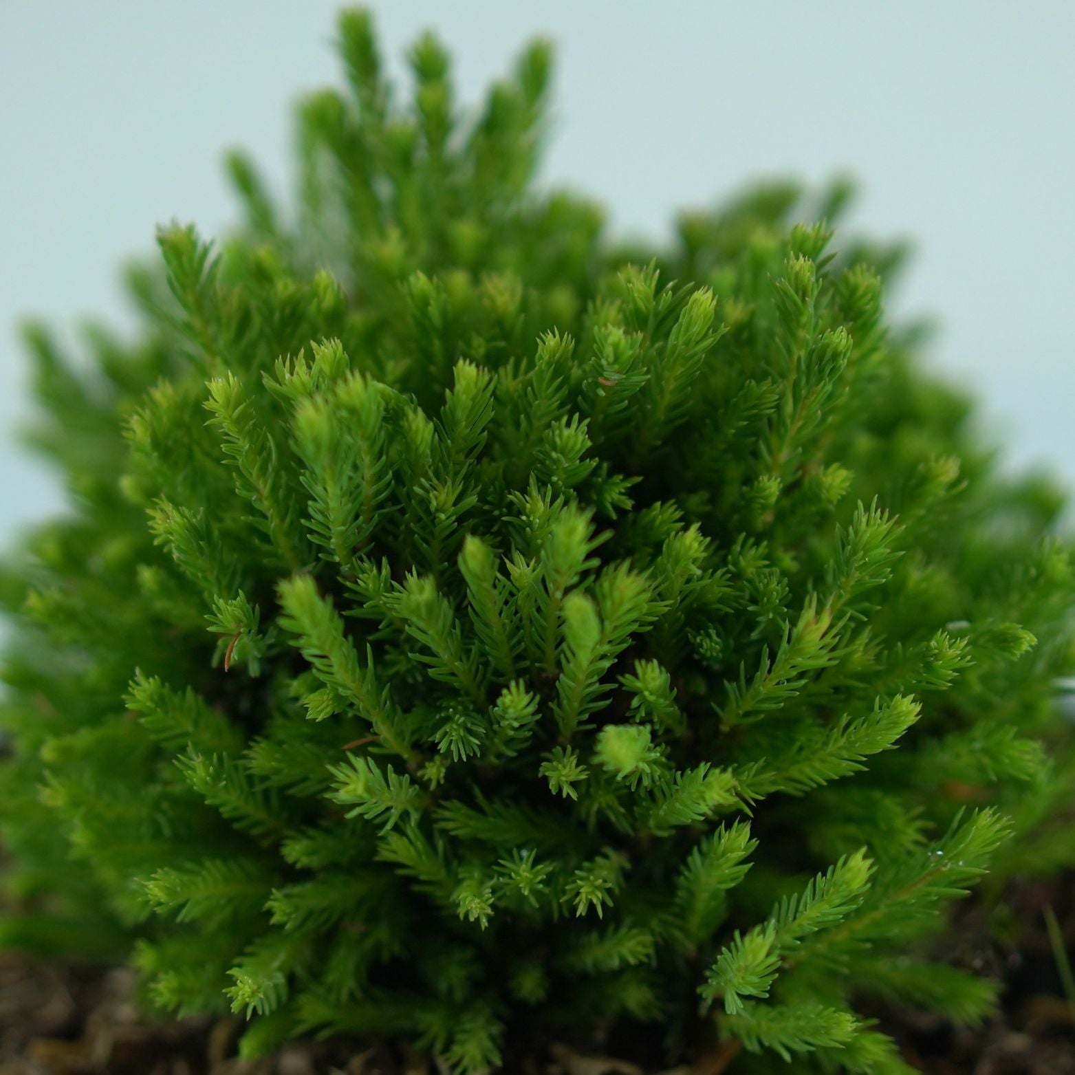 PICEA GLAUCA 'Blue Planet' Świerk biały