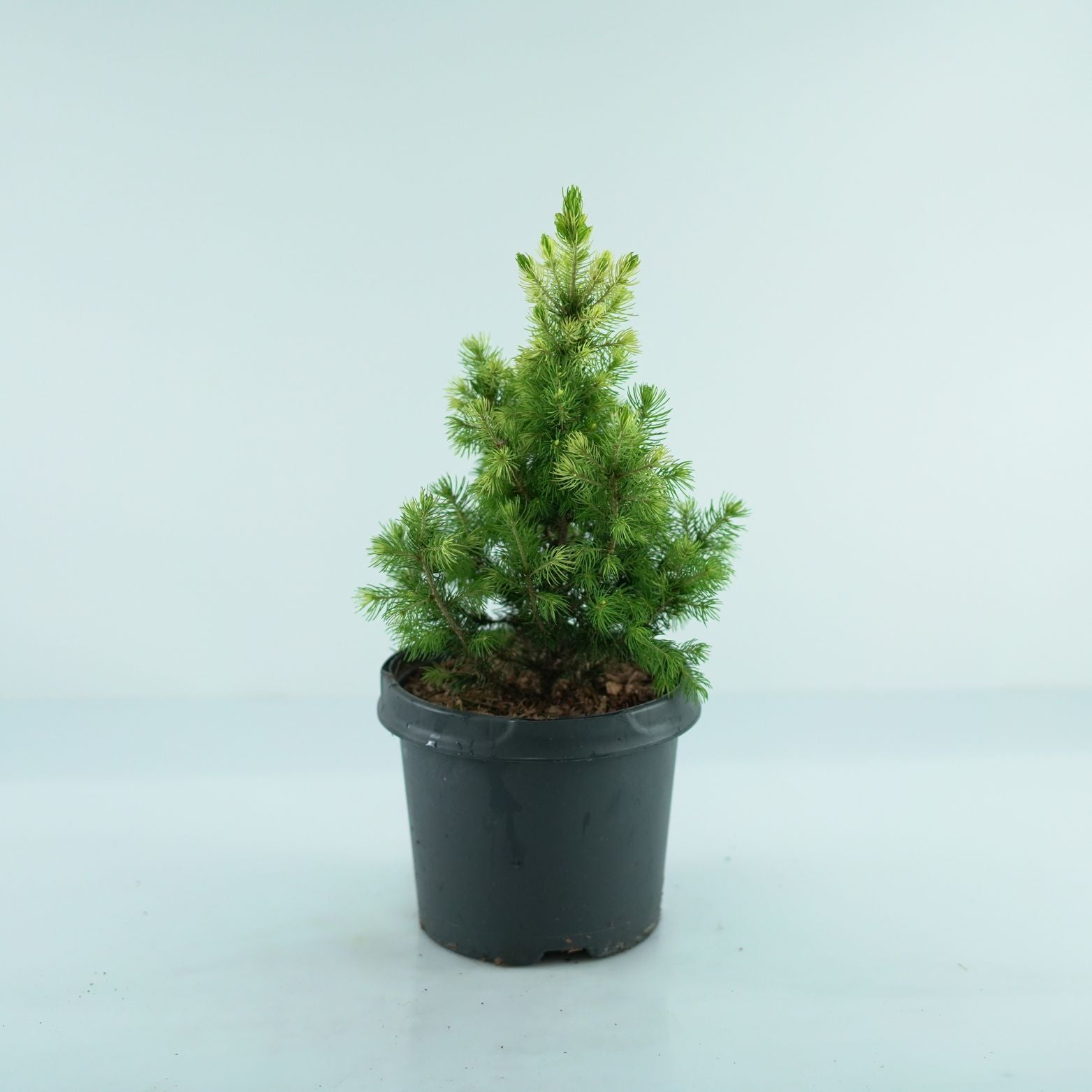 PICEA GLAUCA 'Daisy's White' Świerk biały