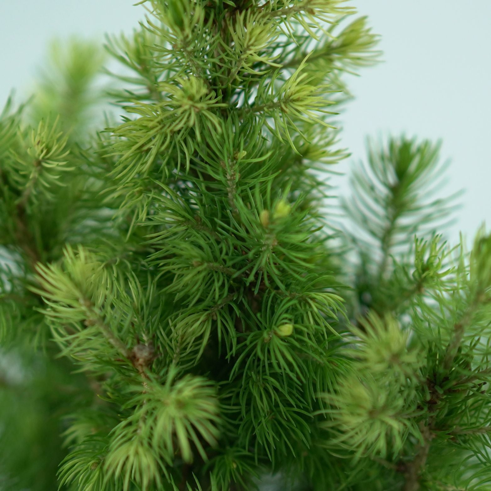 PICEA GLAUCA 'Daisy's White' Świerk biały