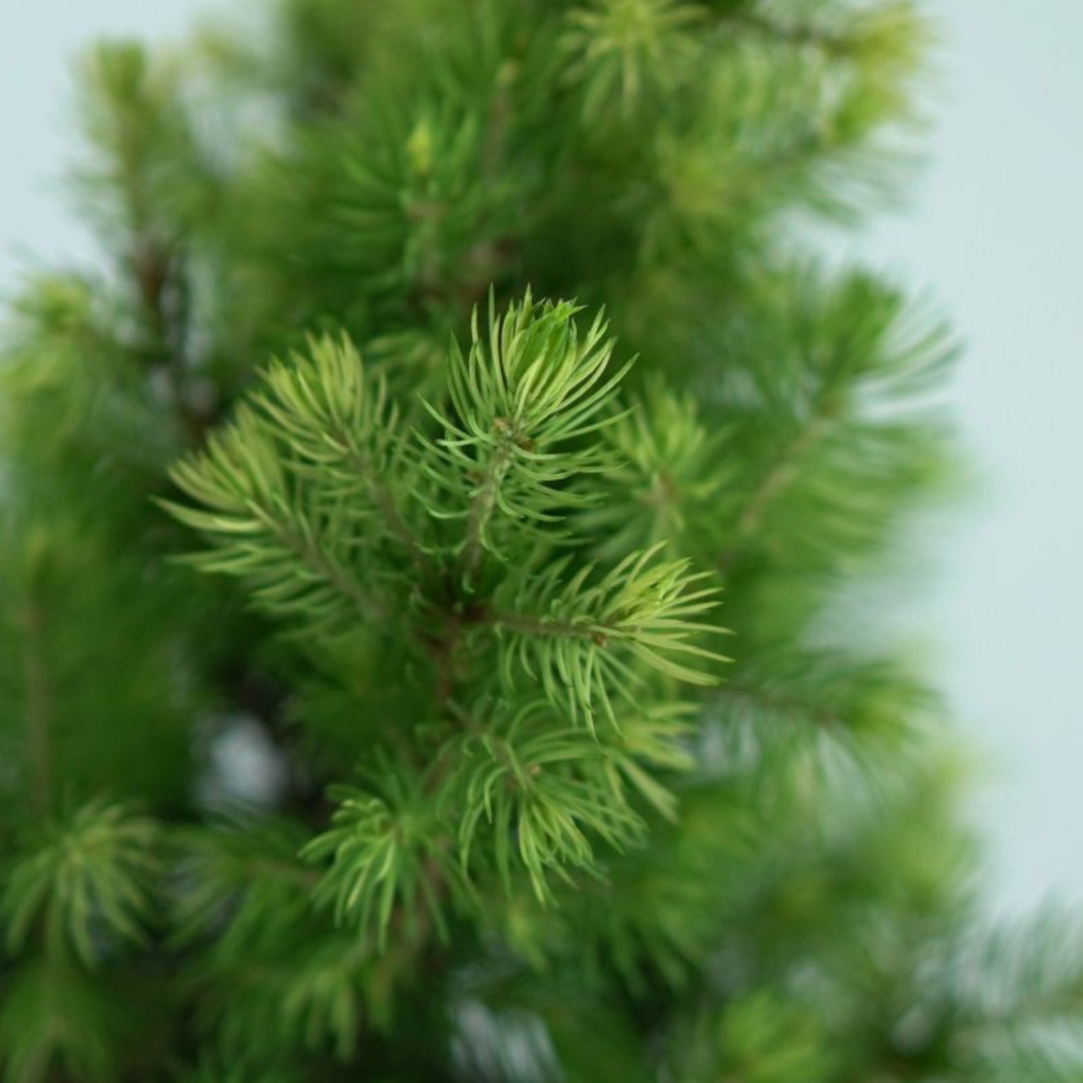 PICEA GLAUCA 'Daisy's White' Świerk biały