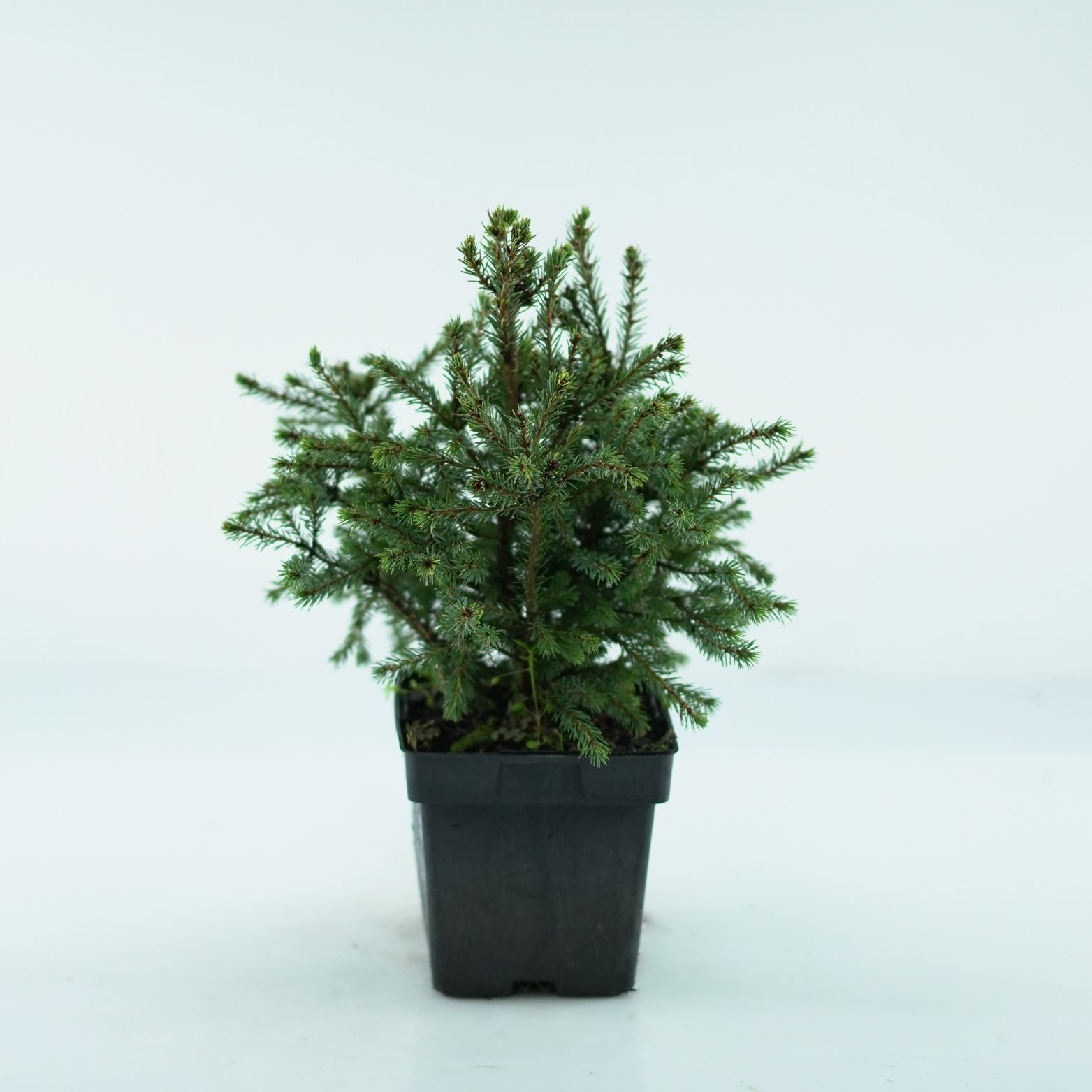 PICEA GLAUCA 'Echiniformis' Świerk biały