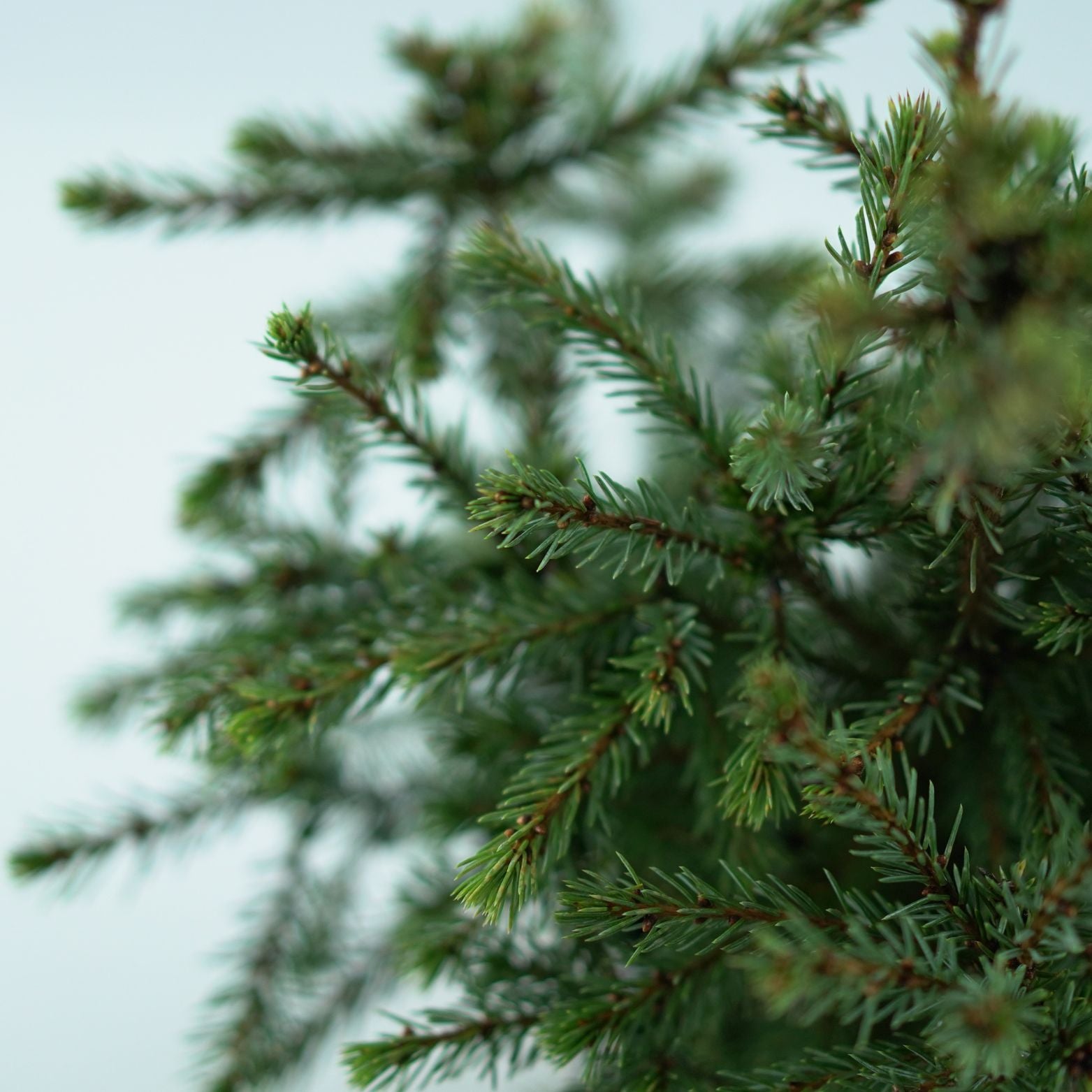 PICEA GLAUCA 'Echiniformis' Świerk biały