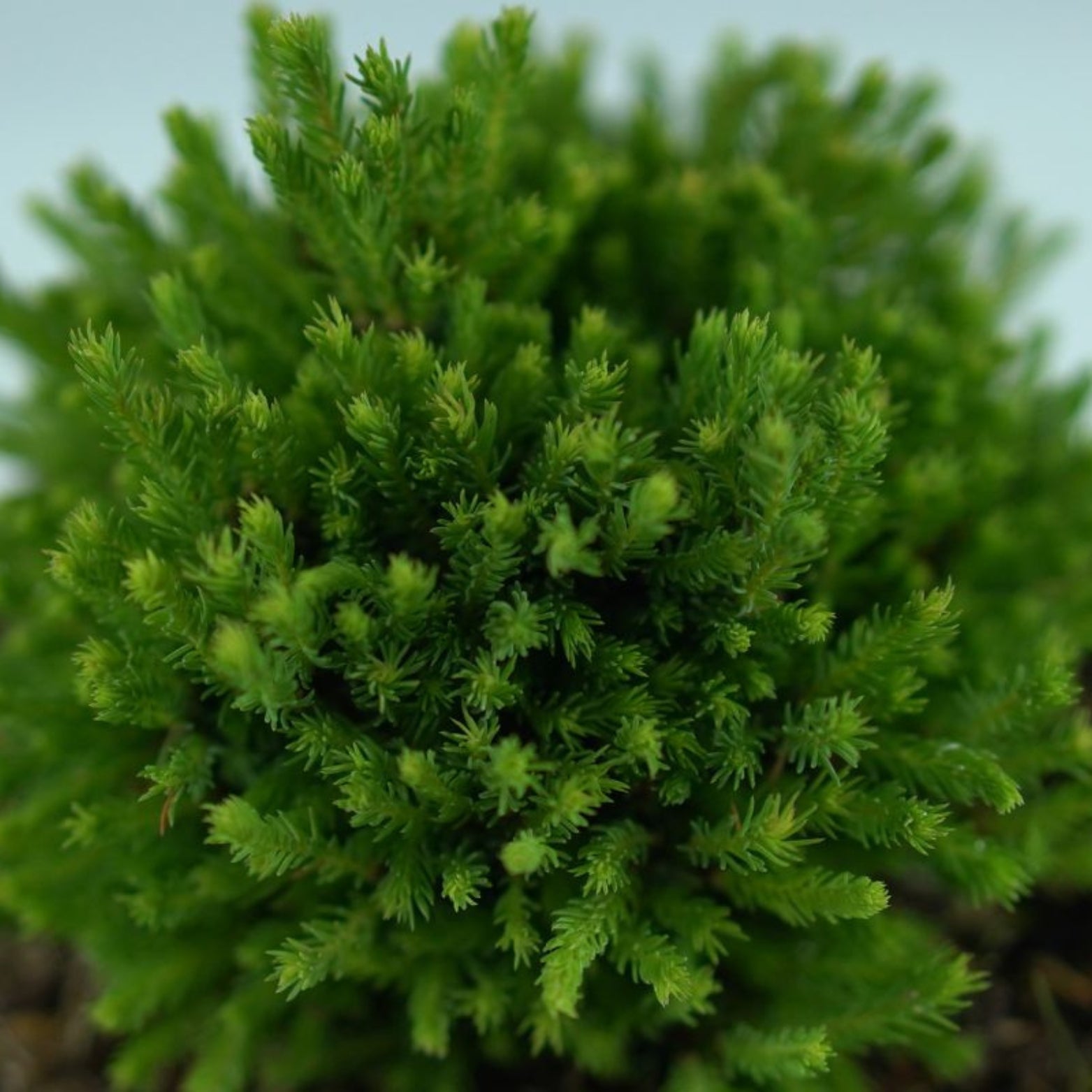 PICEA GLAUCA 'Jalako Gold' Świerk biały