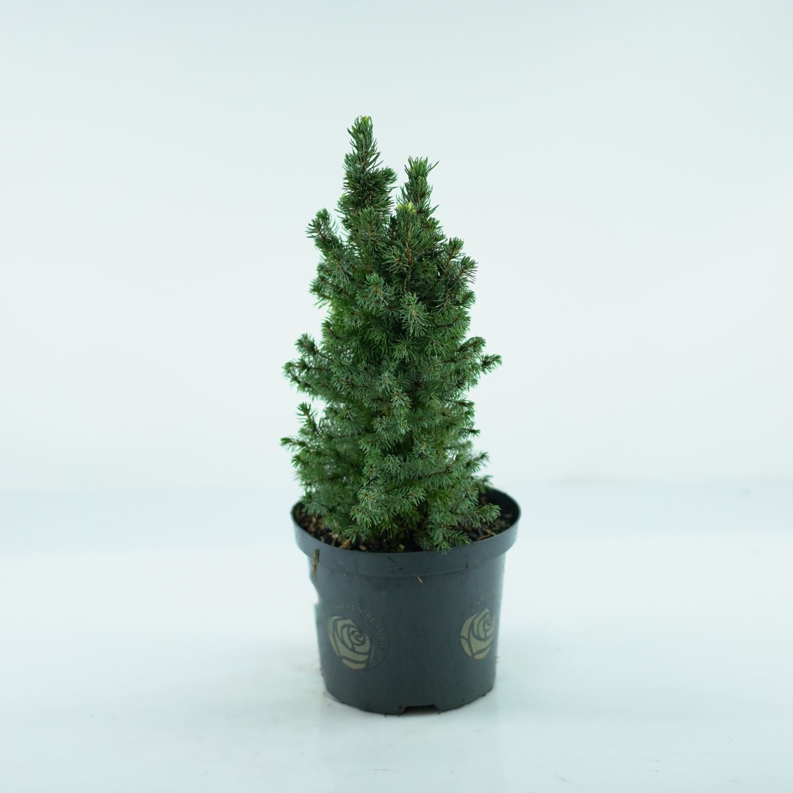 PICEA GLAUCA 'Sun on the Sky' Świerk biały
