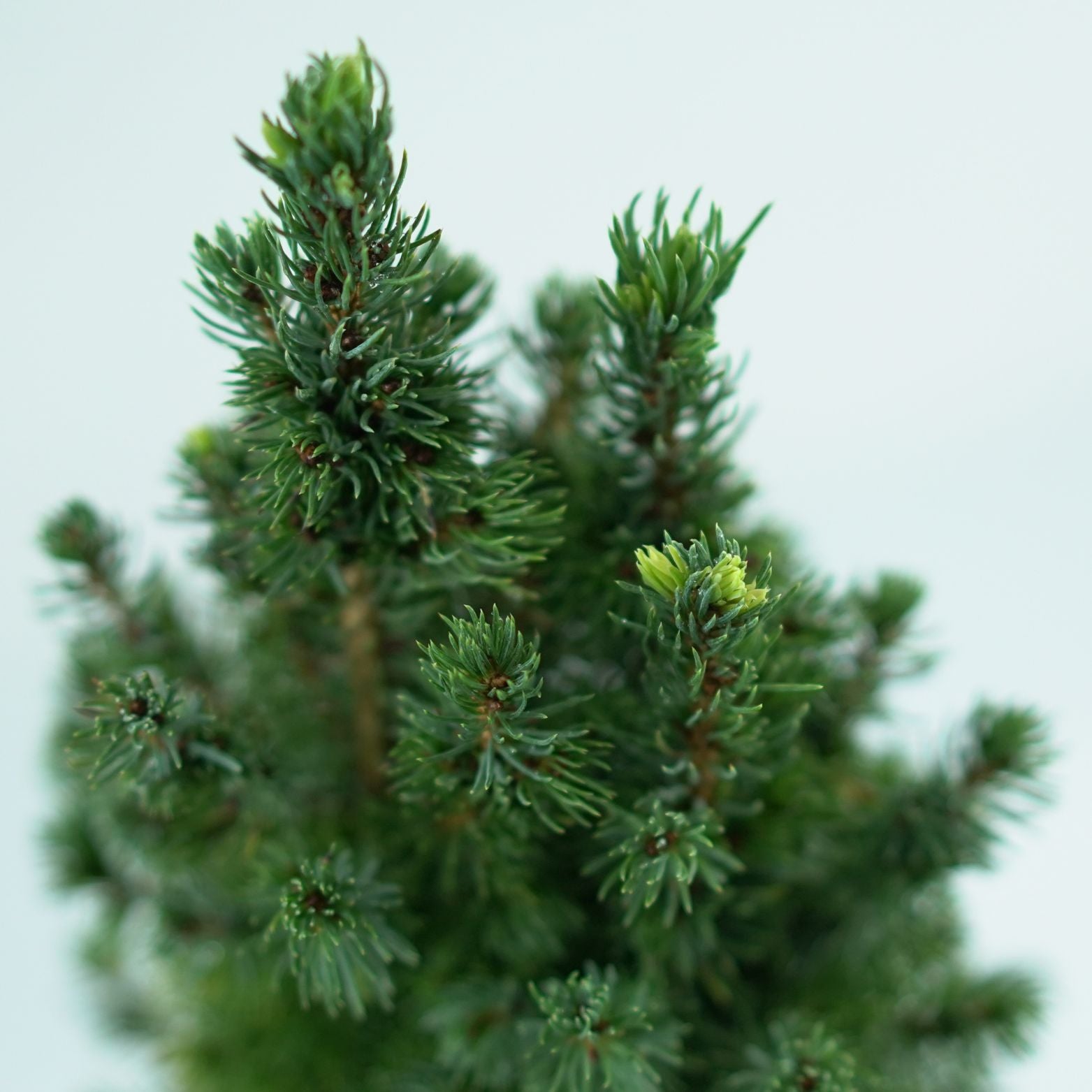 PICEA GLAUCA 'Sun on the Sky' Świerk biały