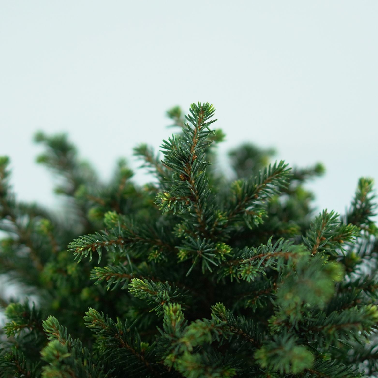 PICEA OMORIKA 'Karel' Sosna serbska