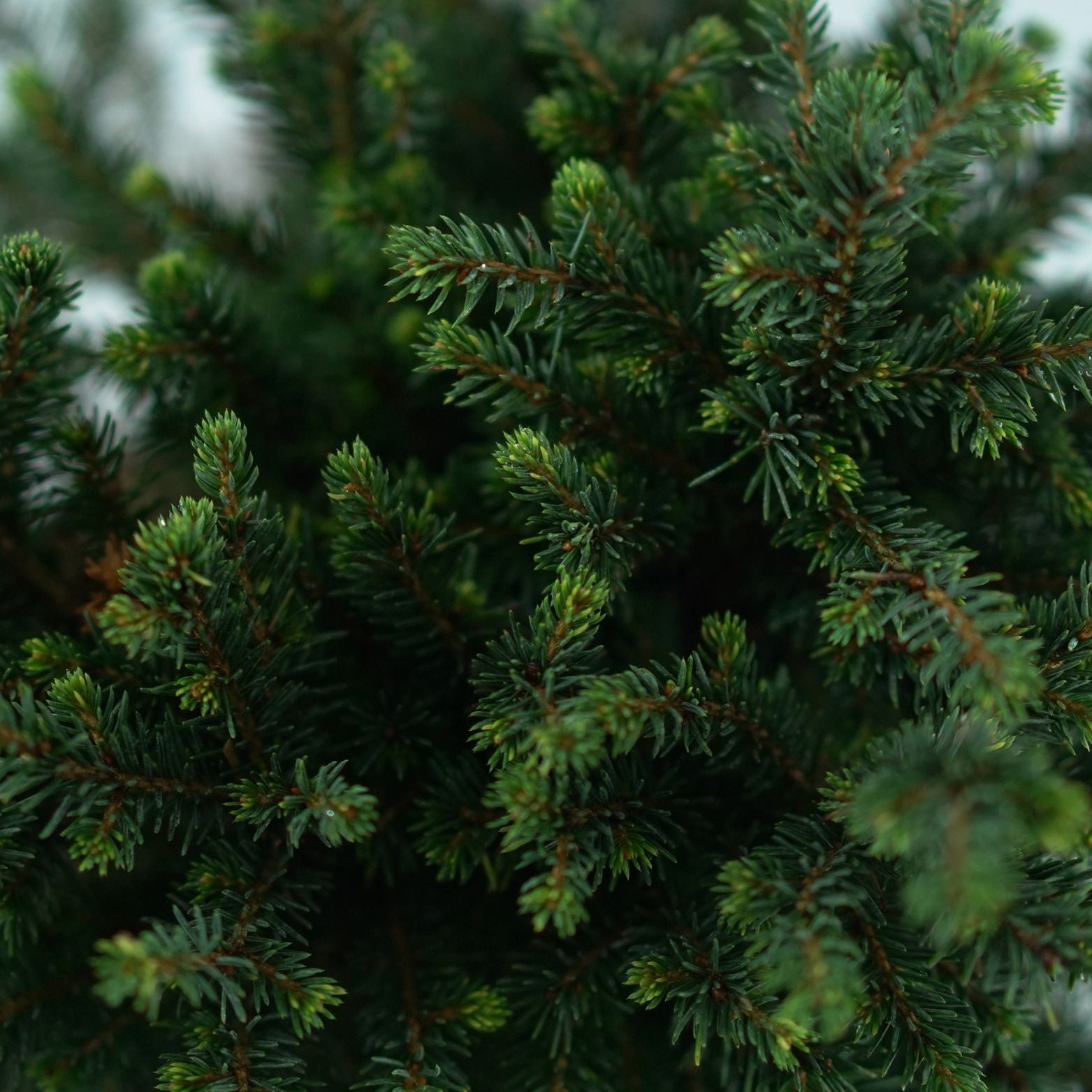 PICEA OMORIKA 'Karel' Sosna serbska