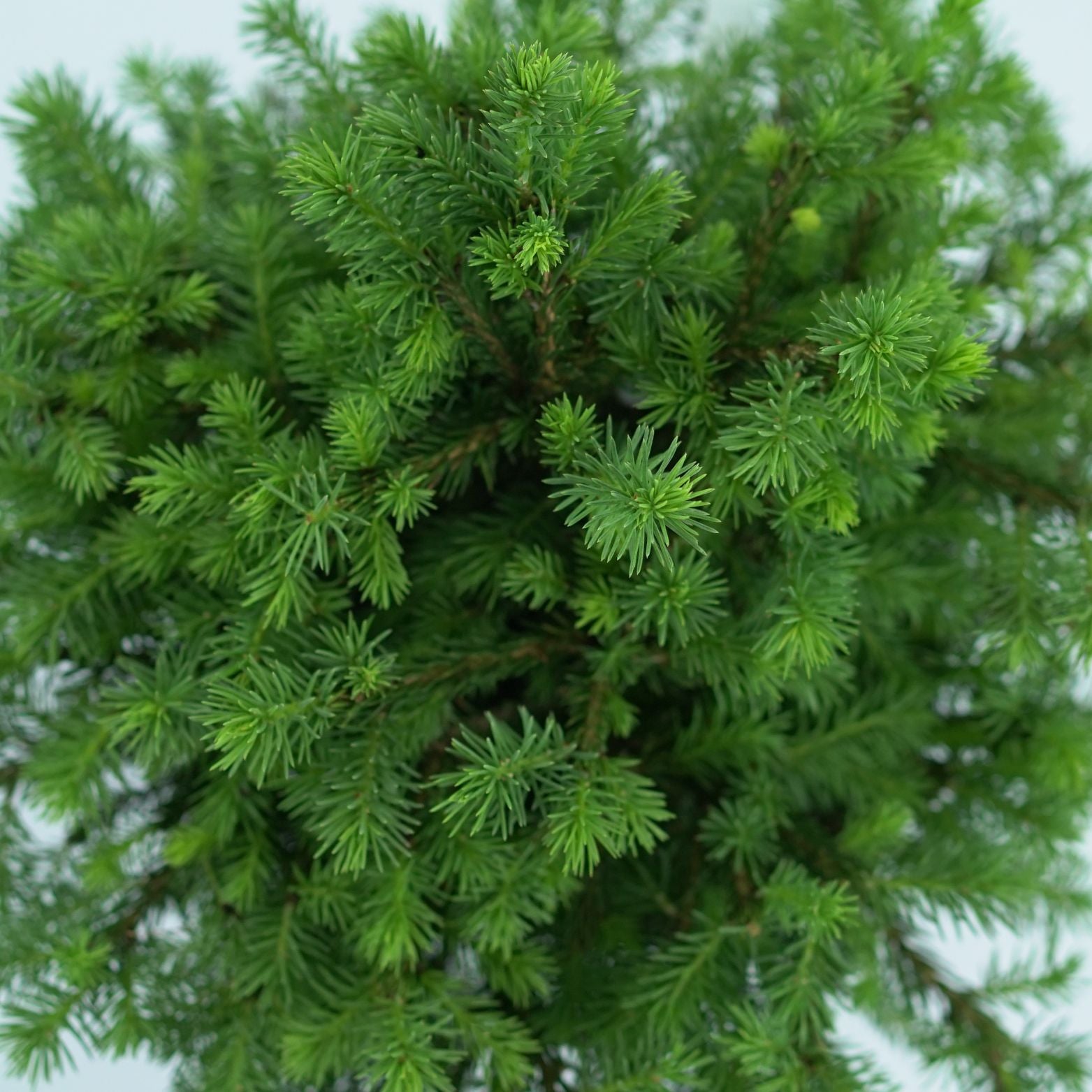 PICEA ABIES 'MAXWELLII' Świerk pospolity