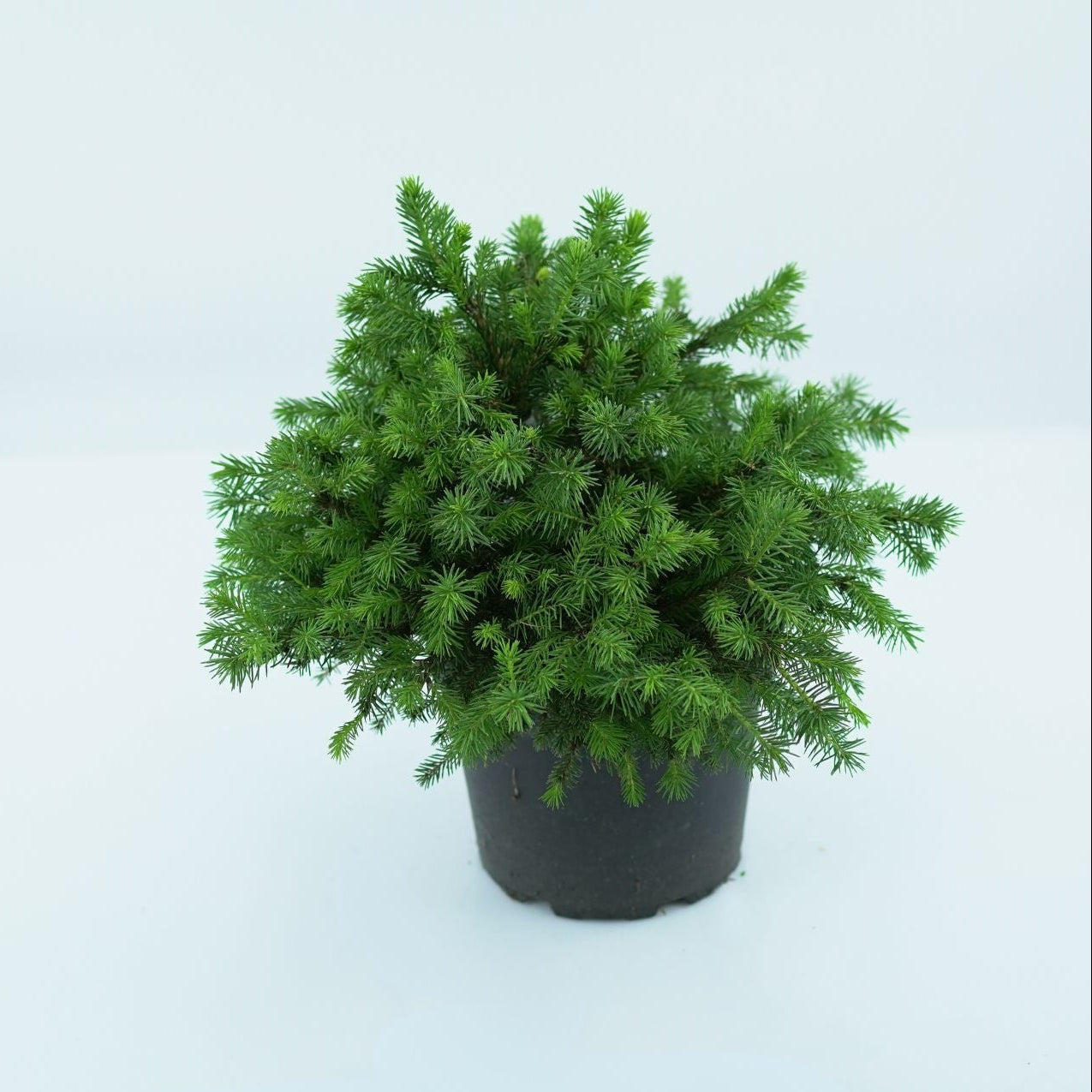 PICEA ABIES 'MAXWELLII' Świerk pospolity