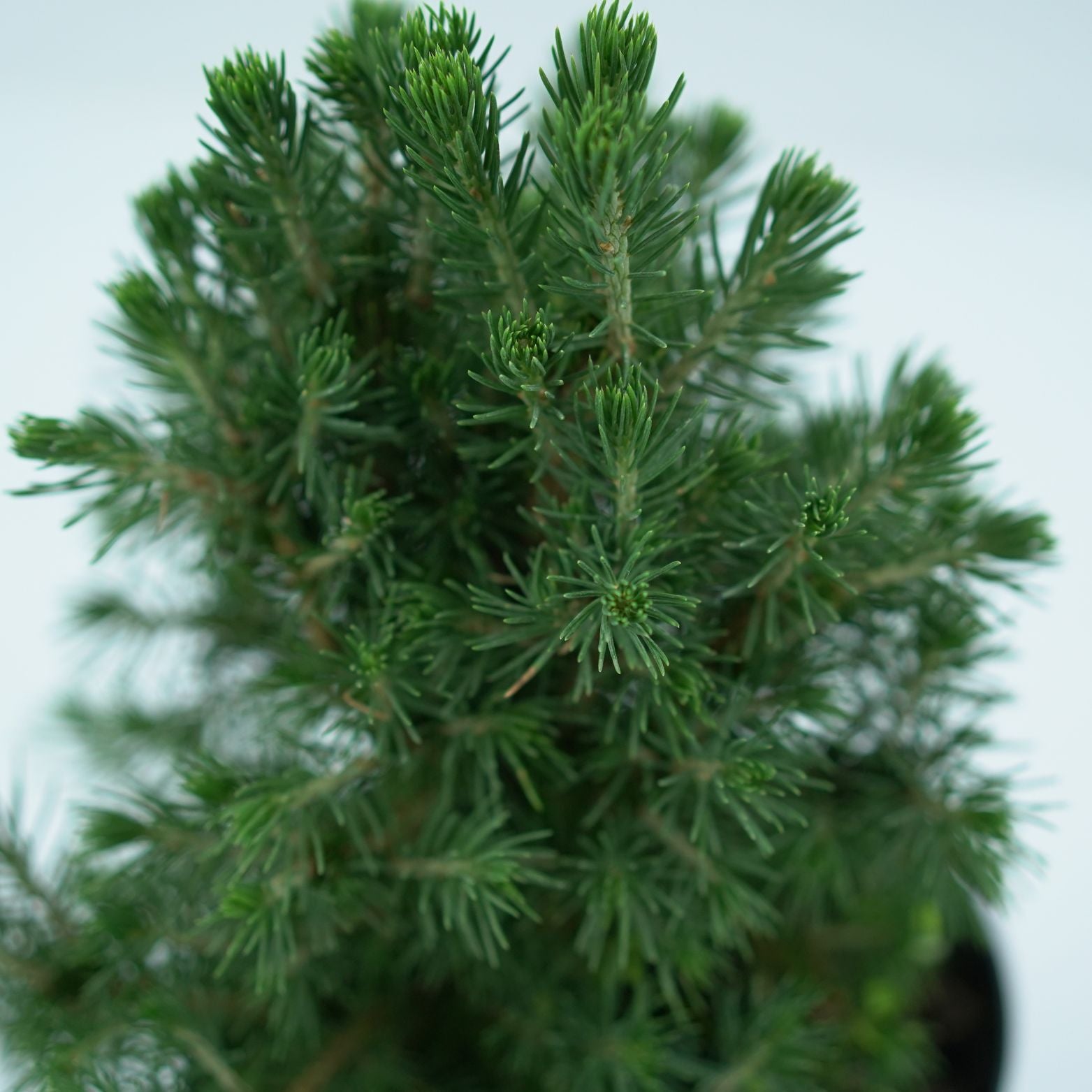 PICEA ABIES 'TOMPA' Świerk pospolity 2