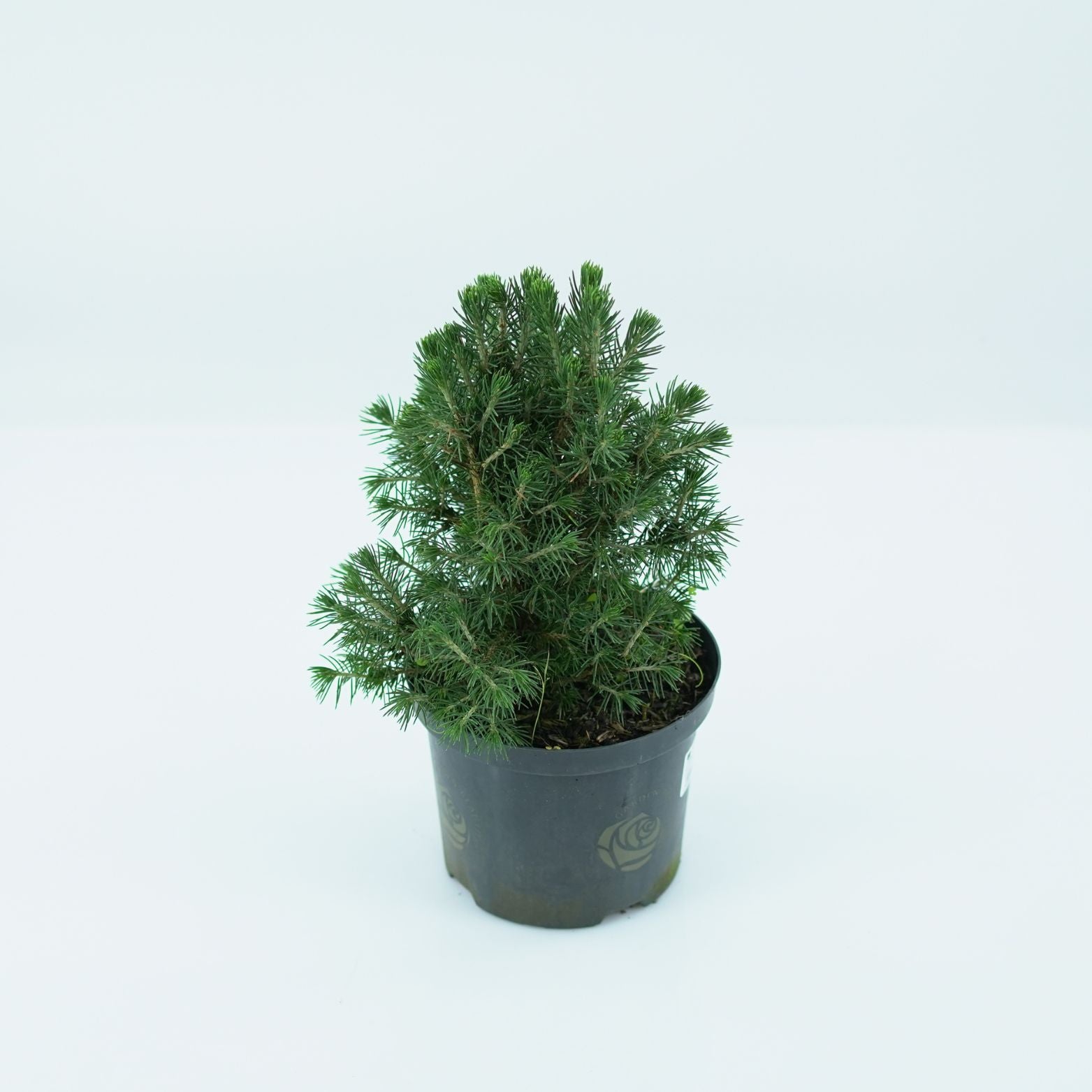 PICEA ABIES 'TOMPA' Świerk pospolity