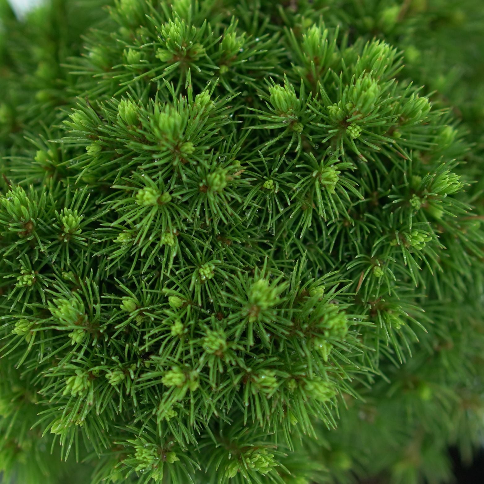 PICEA GLAUCA 'ALBERTA GLOBE' Świerk biały