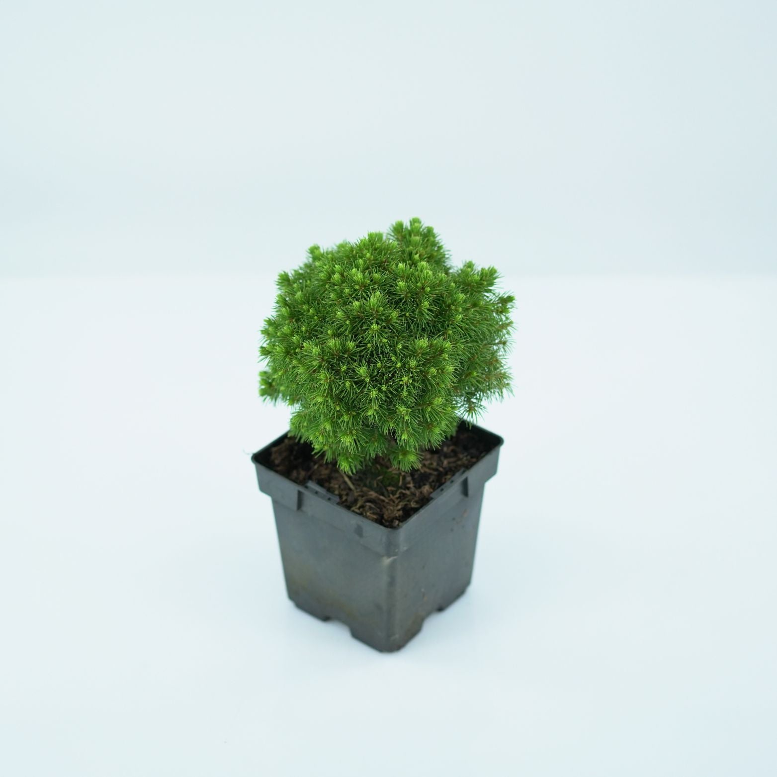 PICEA GLAUCA 'ALBERTA GLOBE' Świerk biały