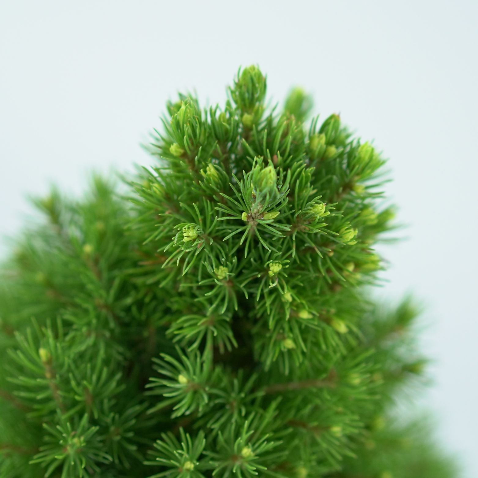 PICEA GLAUCA 'RAINBOW'S END' Świerk biały