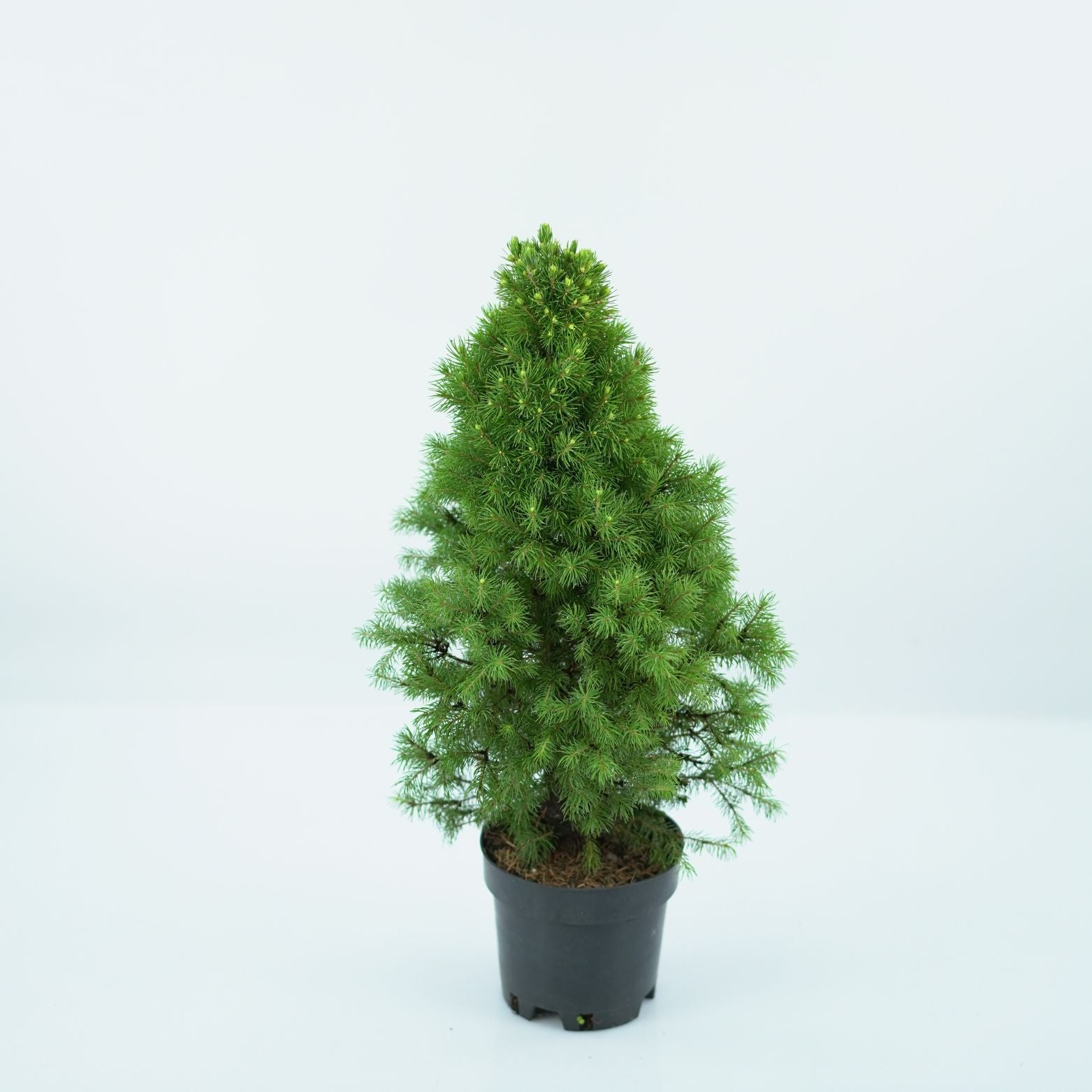 PICEA GLAUCA 'RAINBOW'S END' Świerk biały