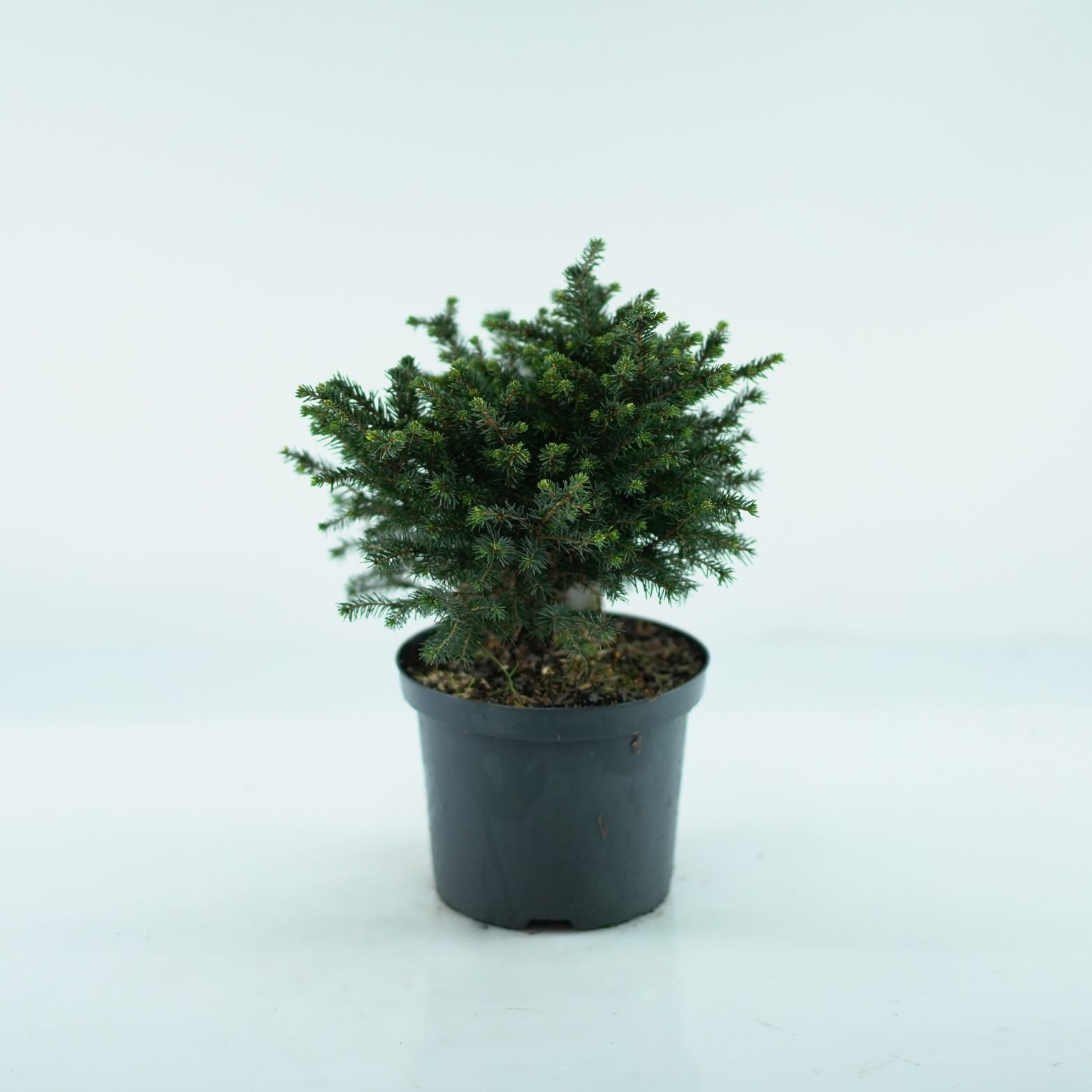 PICEA OMORIKA 'Karel' Sosna serbska