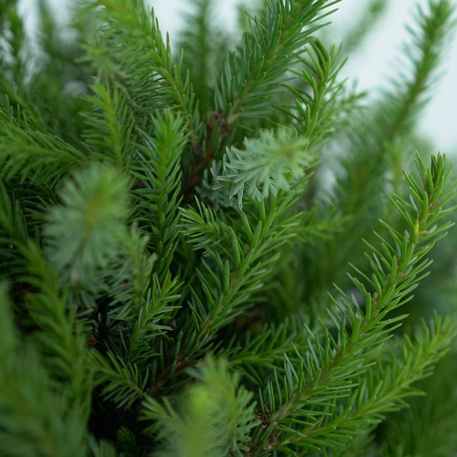PICEA OMORIKA 'NANA' Sosna serbska