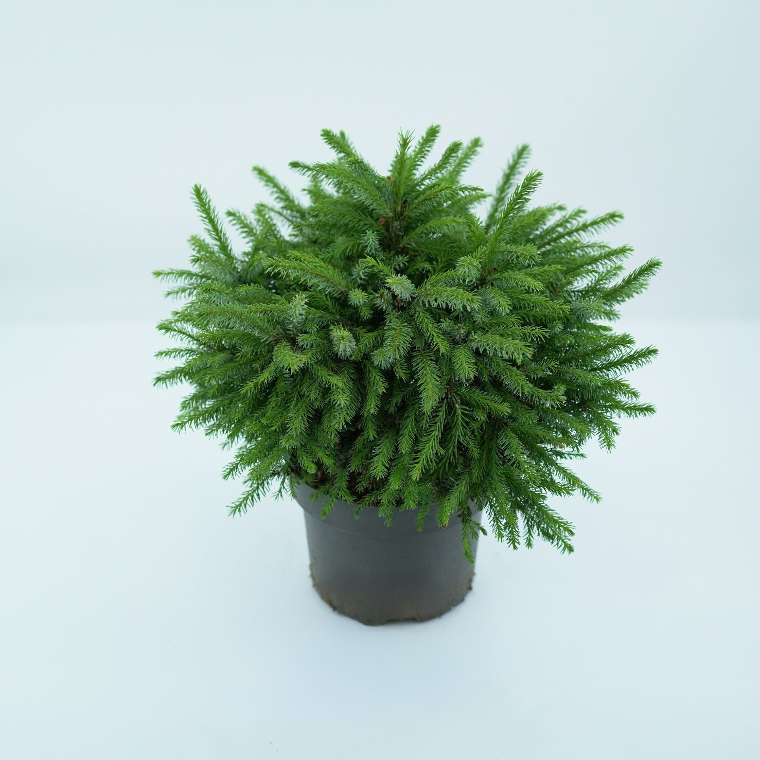 PICEA OMORIKA 'NANA' Sosna serbska