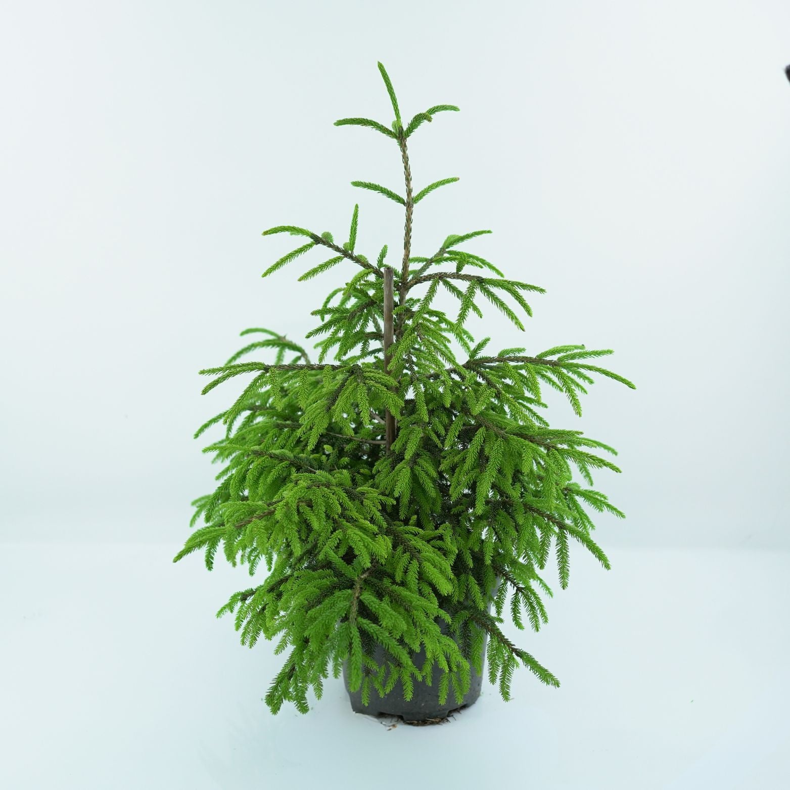 PICEA ORIENTALIS 'AUREOSPICATA' Świerk kaukaski