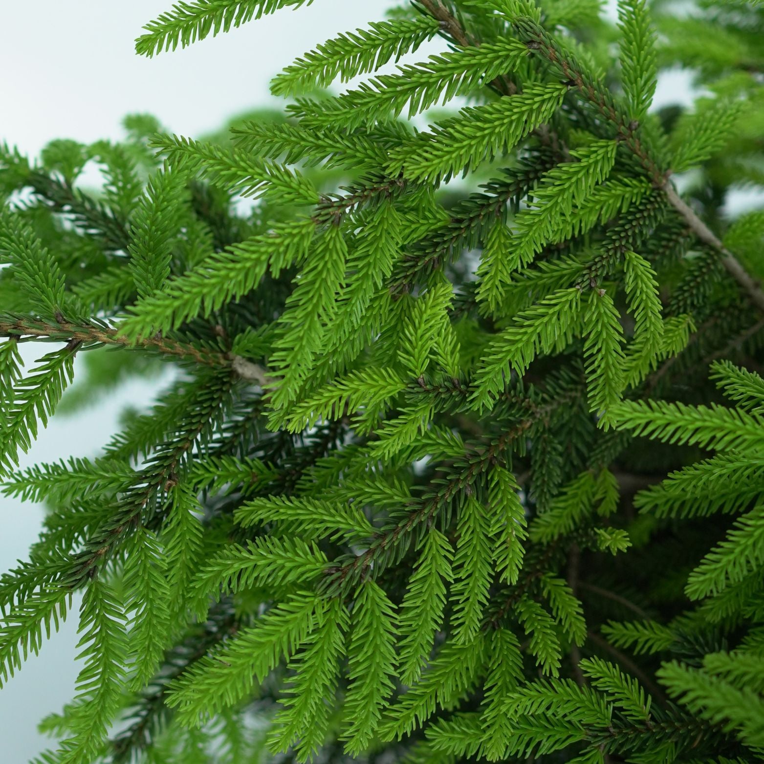 PICEA ORIENTALIS 'AUREOSPICATA' Świerk kaukaski