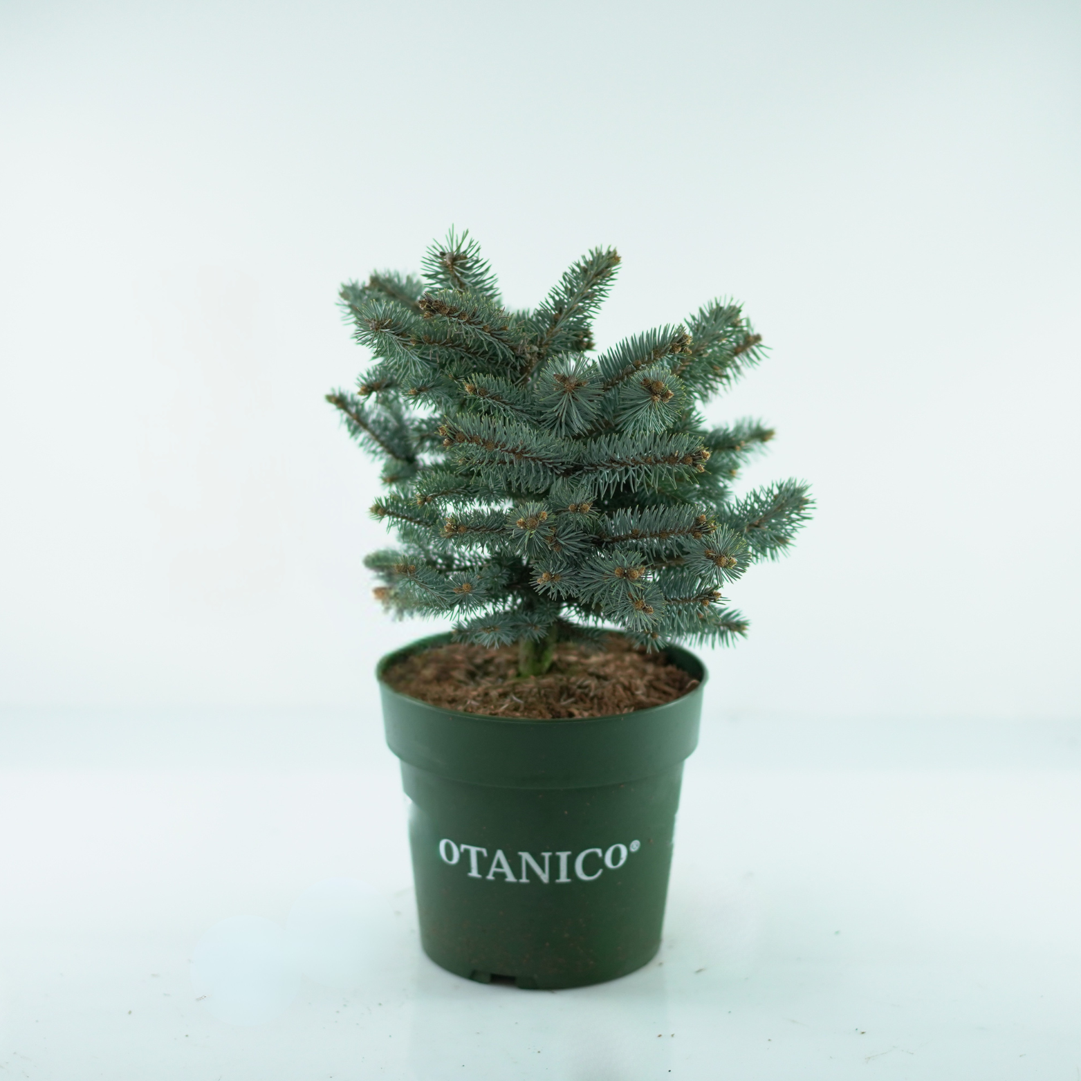 PICEA PUNGENS 'GLAUCA GLOBOSA' Świerk kłujący